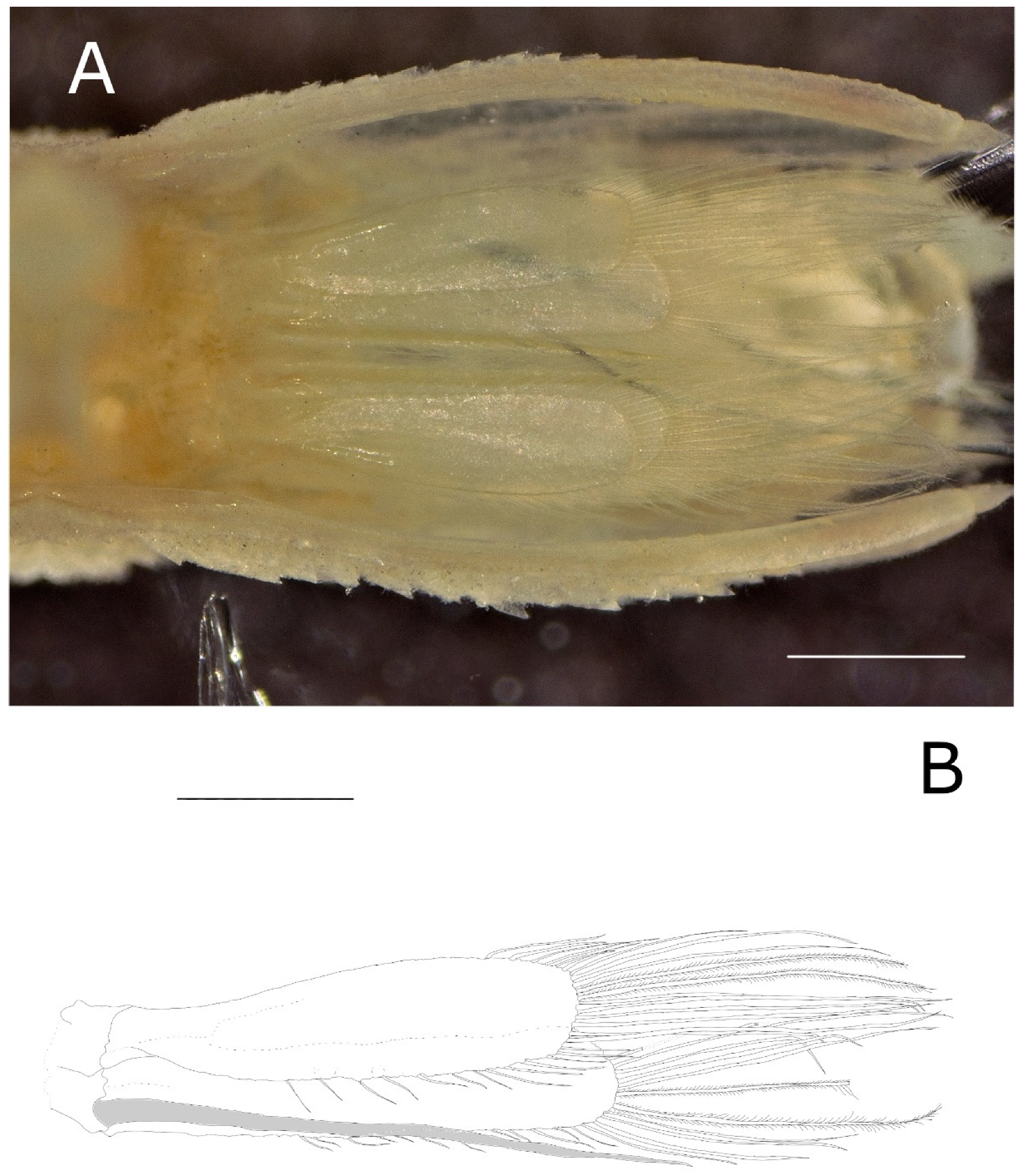Diversity 14 00386 g007 550
