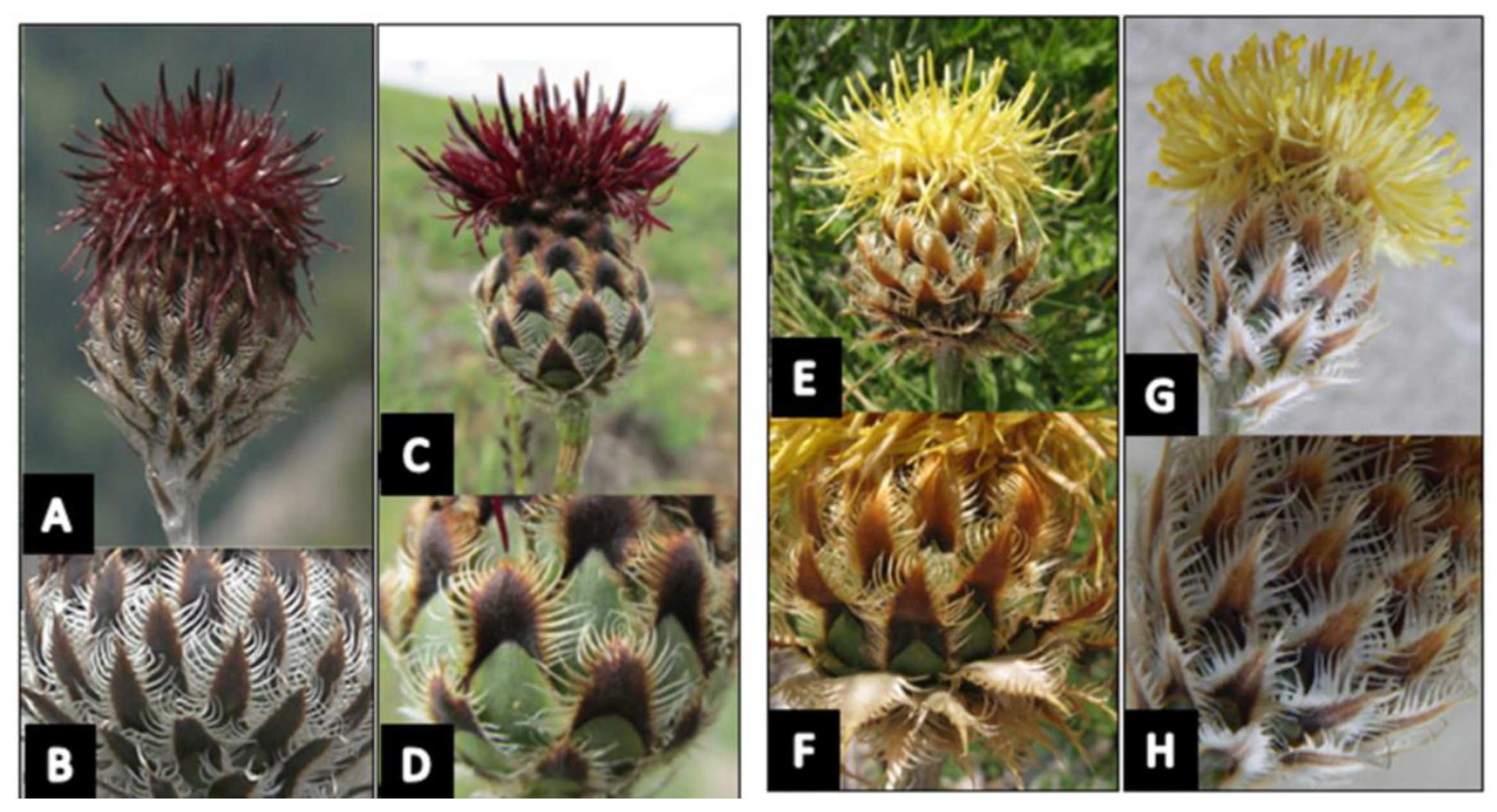 Diversity 14 00394 g001