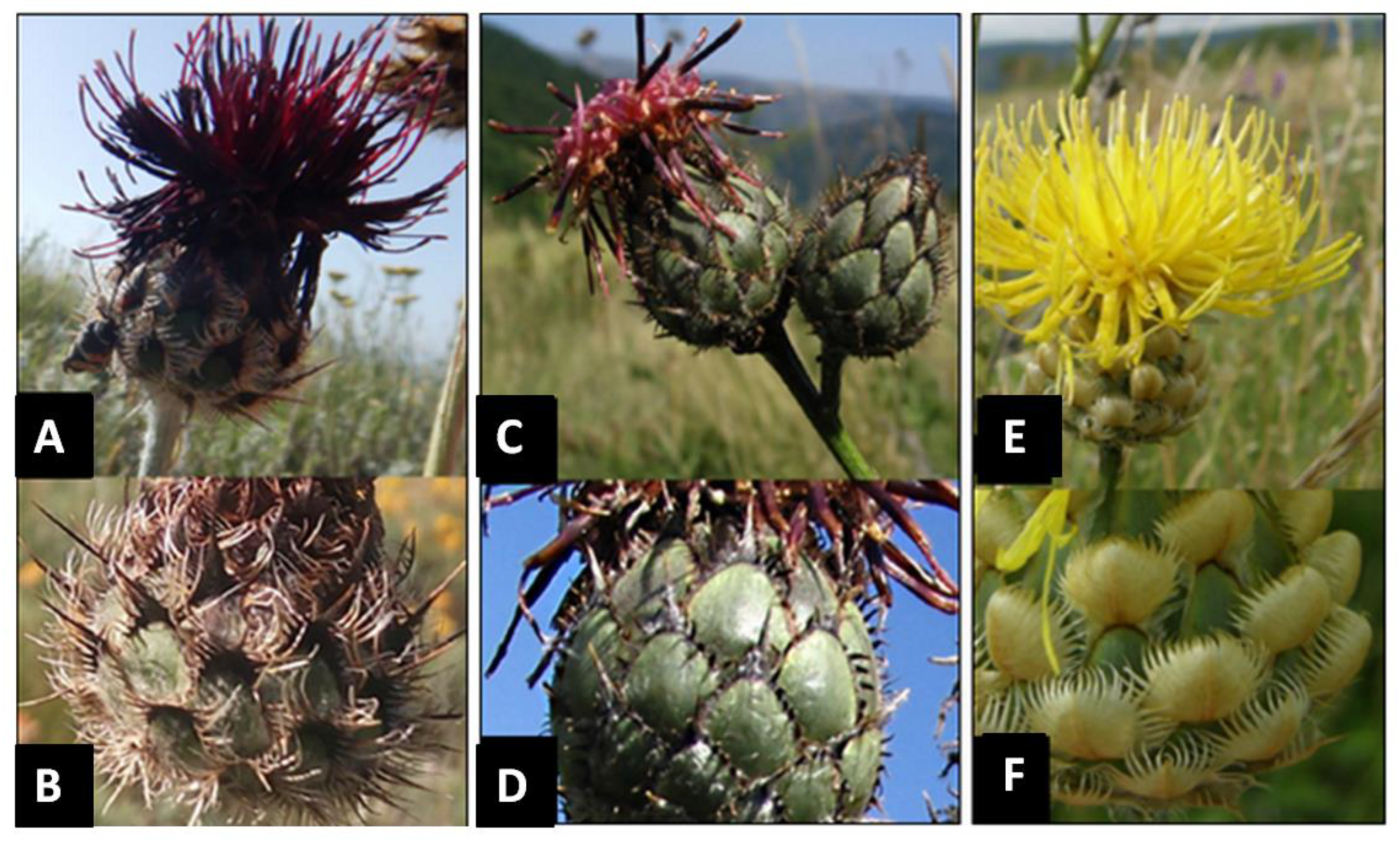 Diversity 14 00394 g002