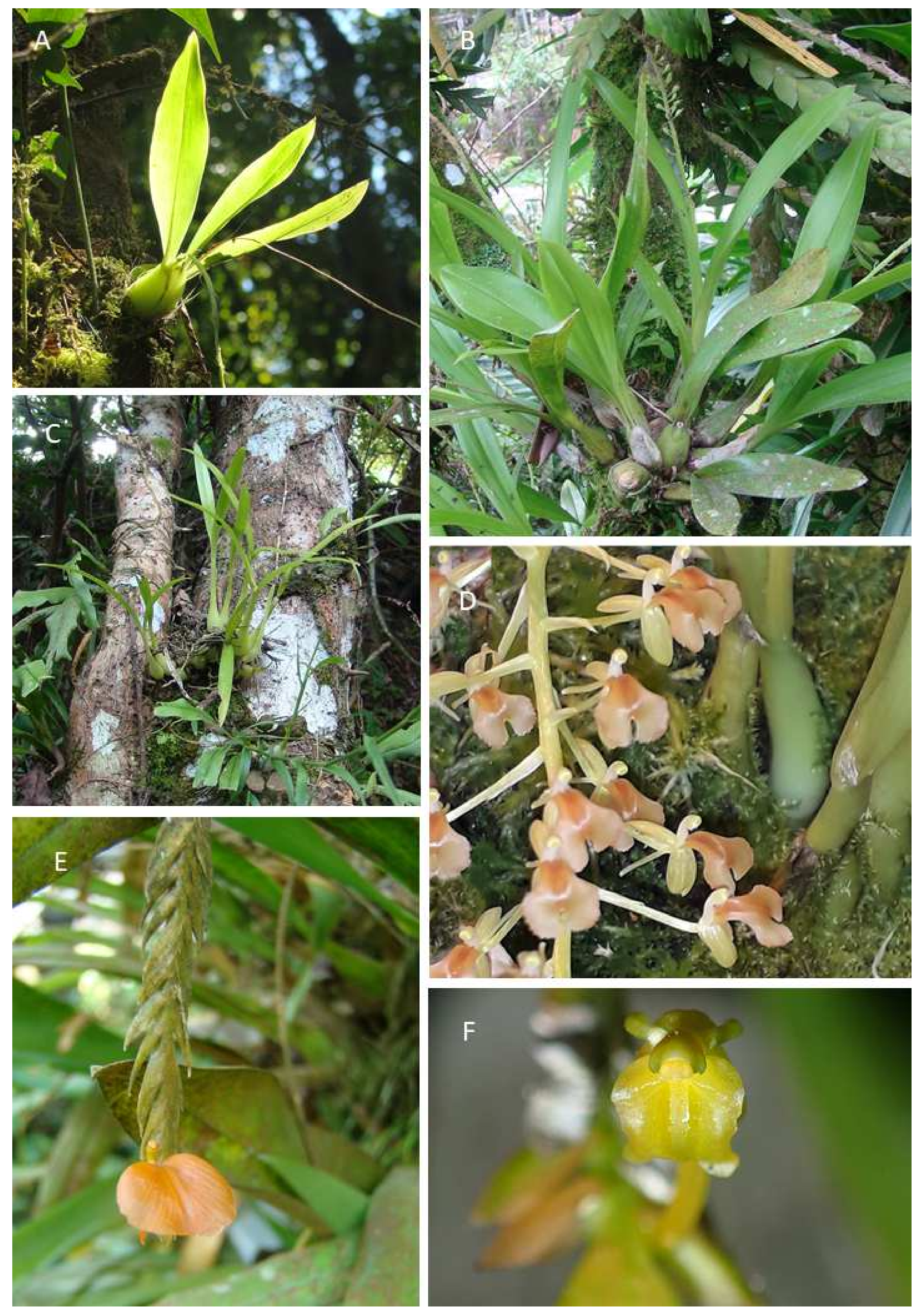 Diversity 14 00398 g002 Diversity 14 00398 g002