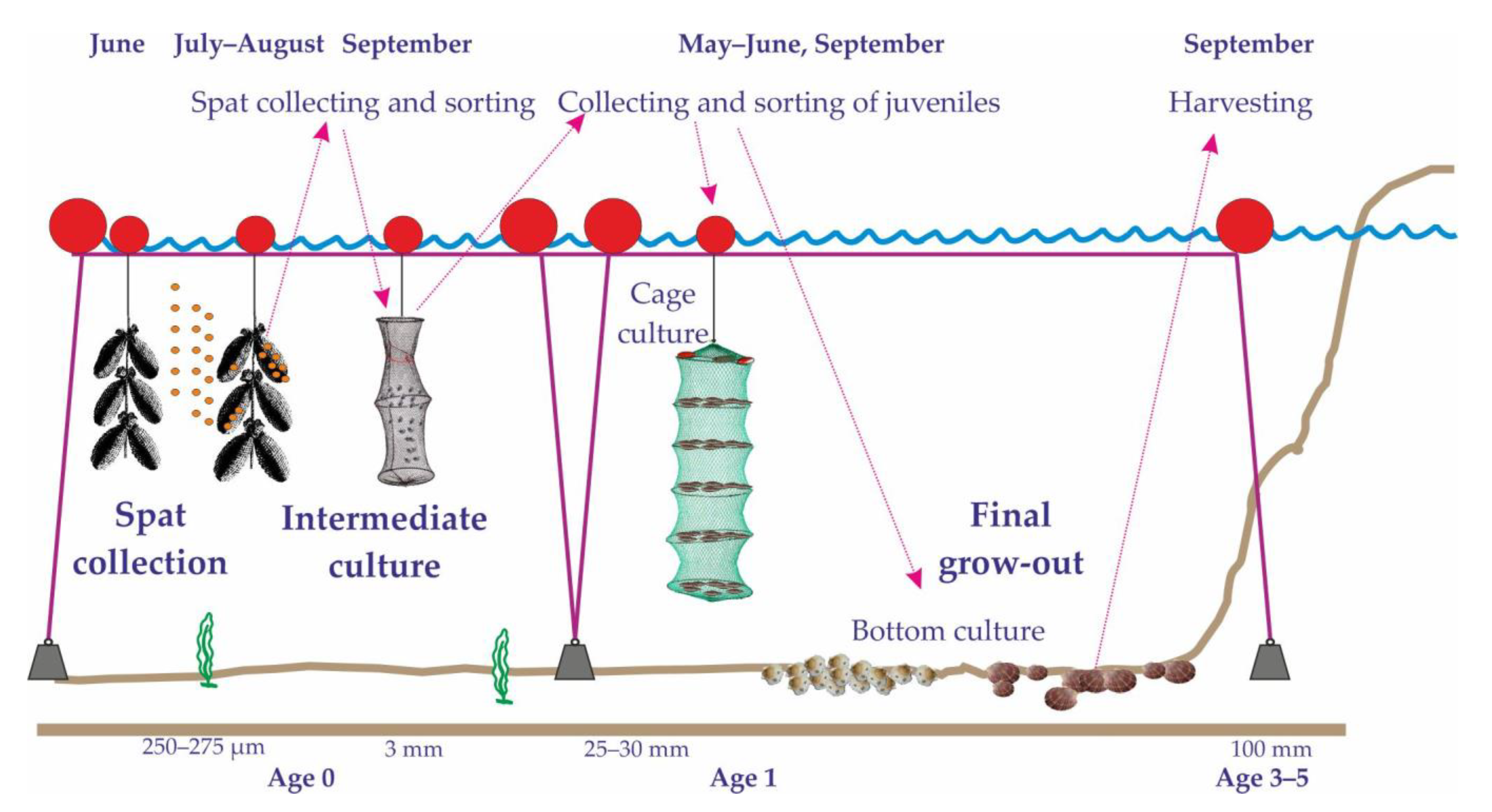 Diversity 14 00399 g005