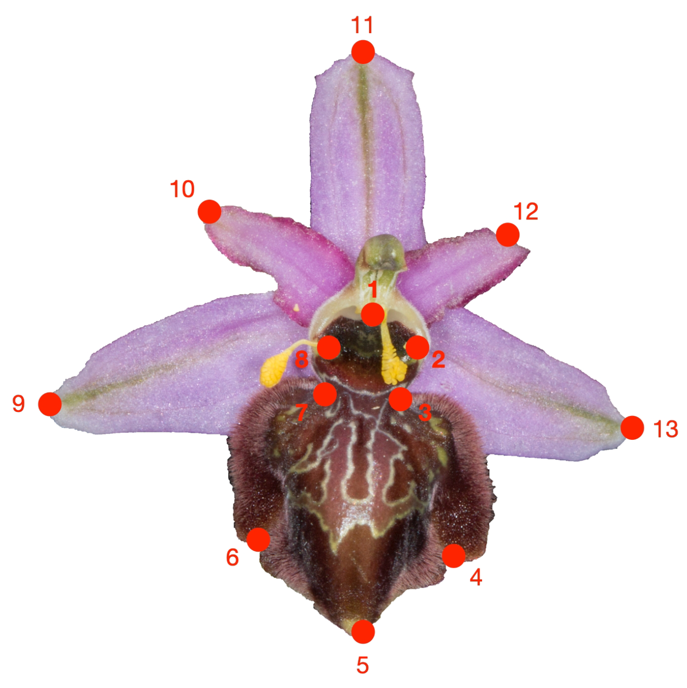 Diversity 14 00400 g002 550