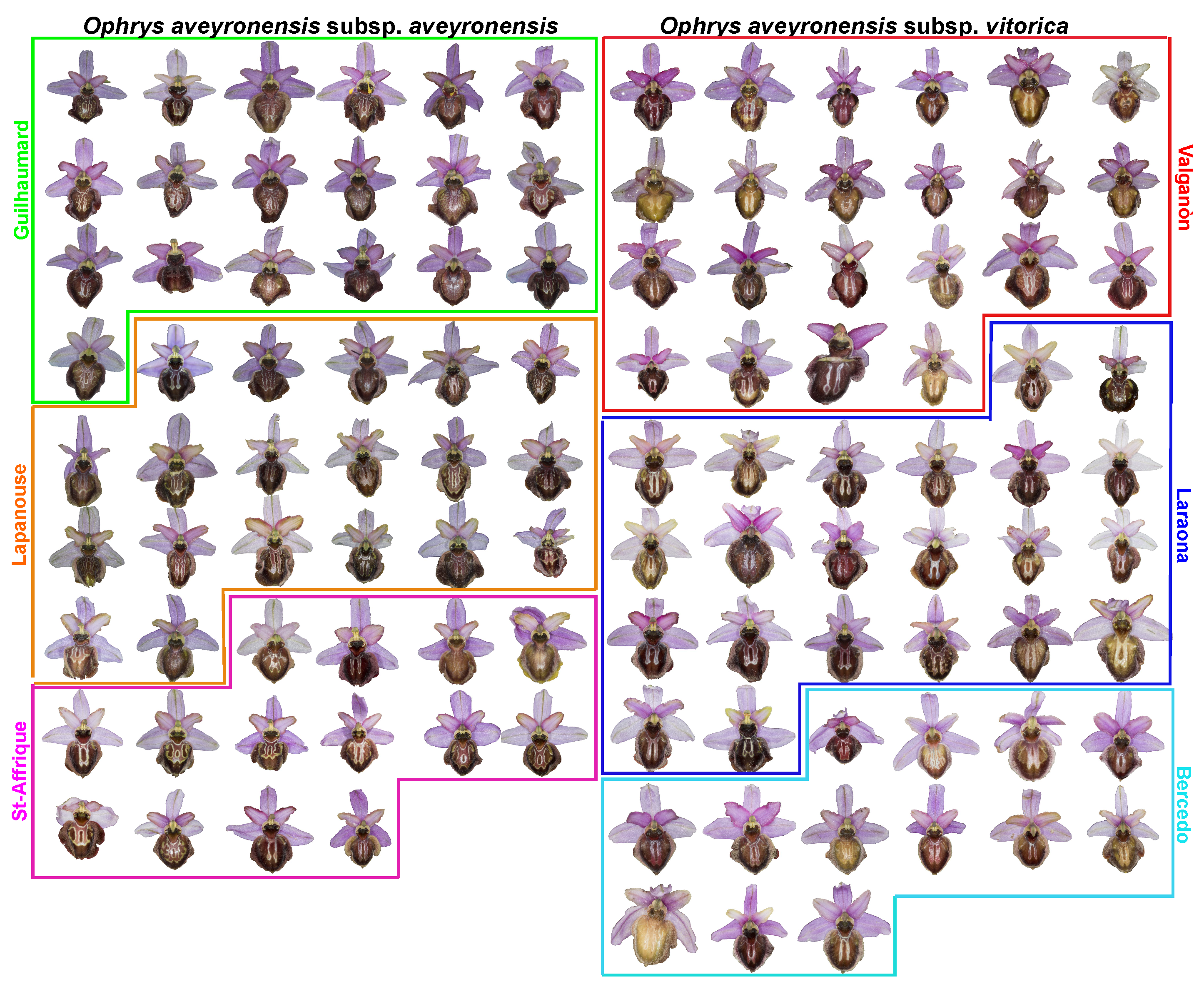 Diversity 14 00400 g0a1 550