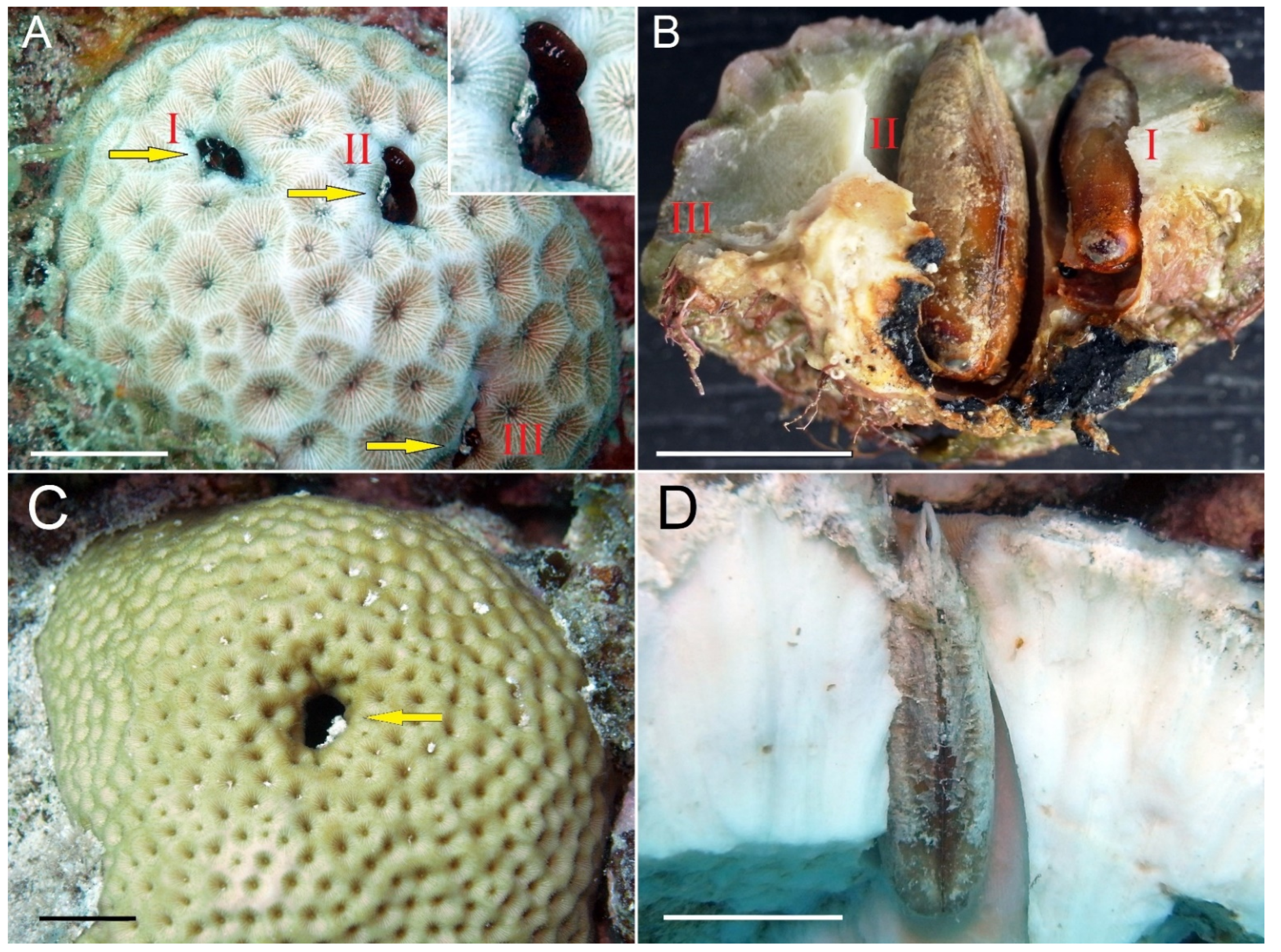 Diversity 14 00401 g001