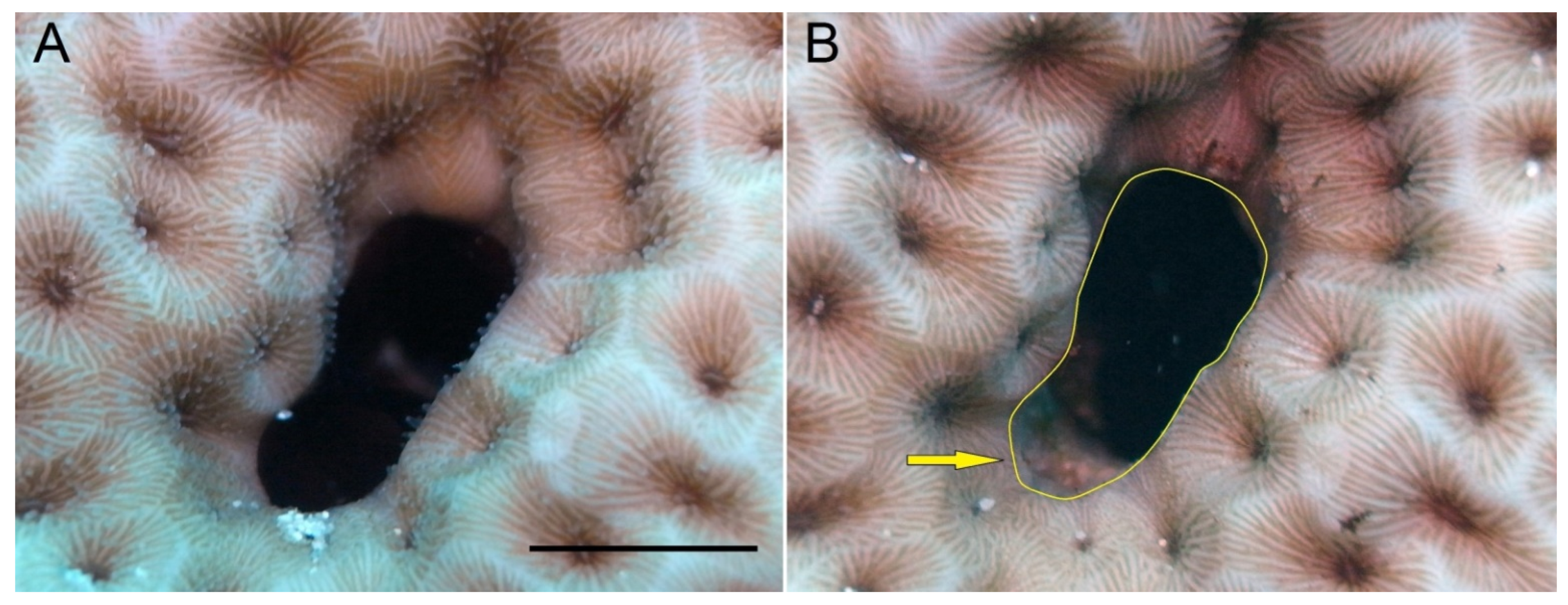 Diversity 14 00401 g003