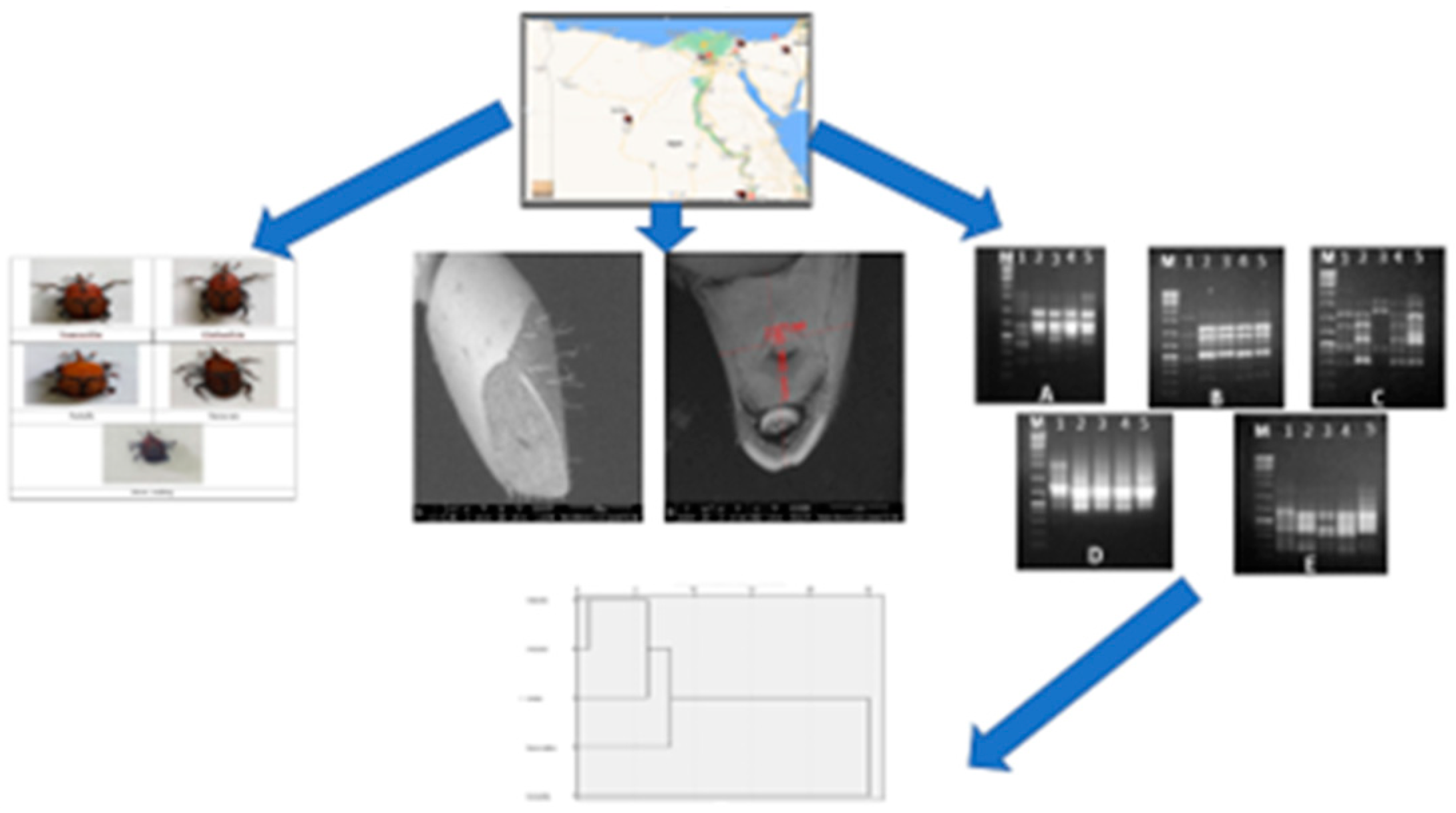 Diversity 14 00404 g010