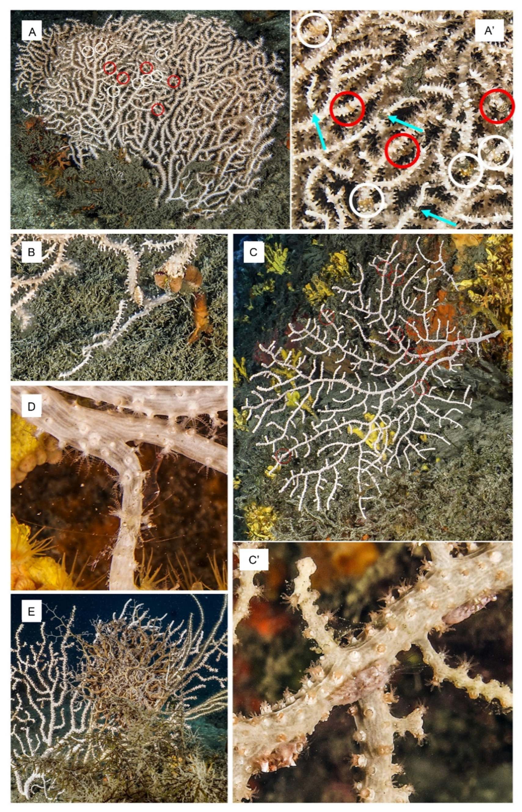 Diversity 14 00405 g006 Diversity 14 00405 g006