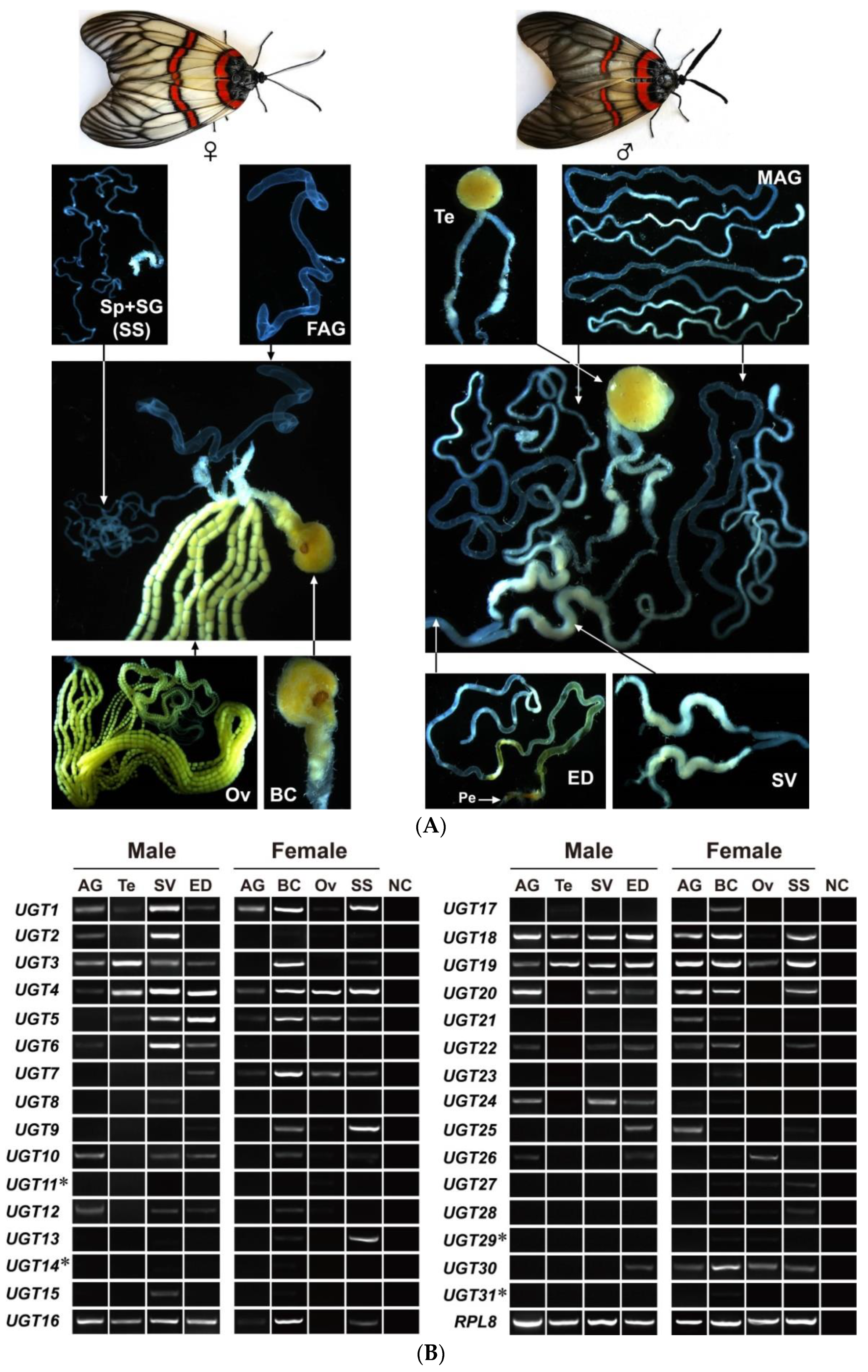 Diversity 14 00407 g005