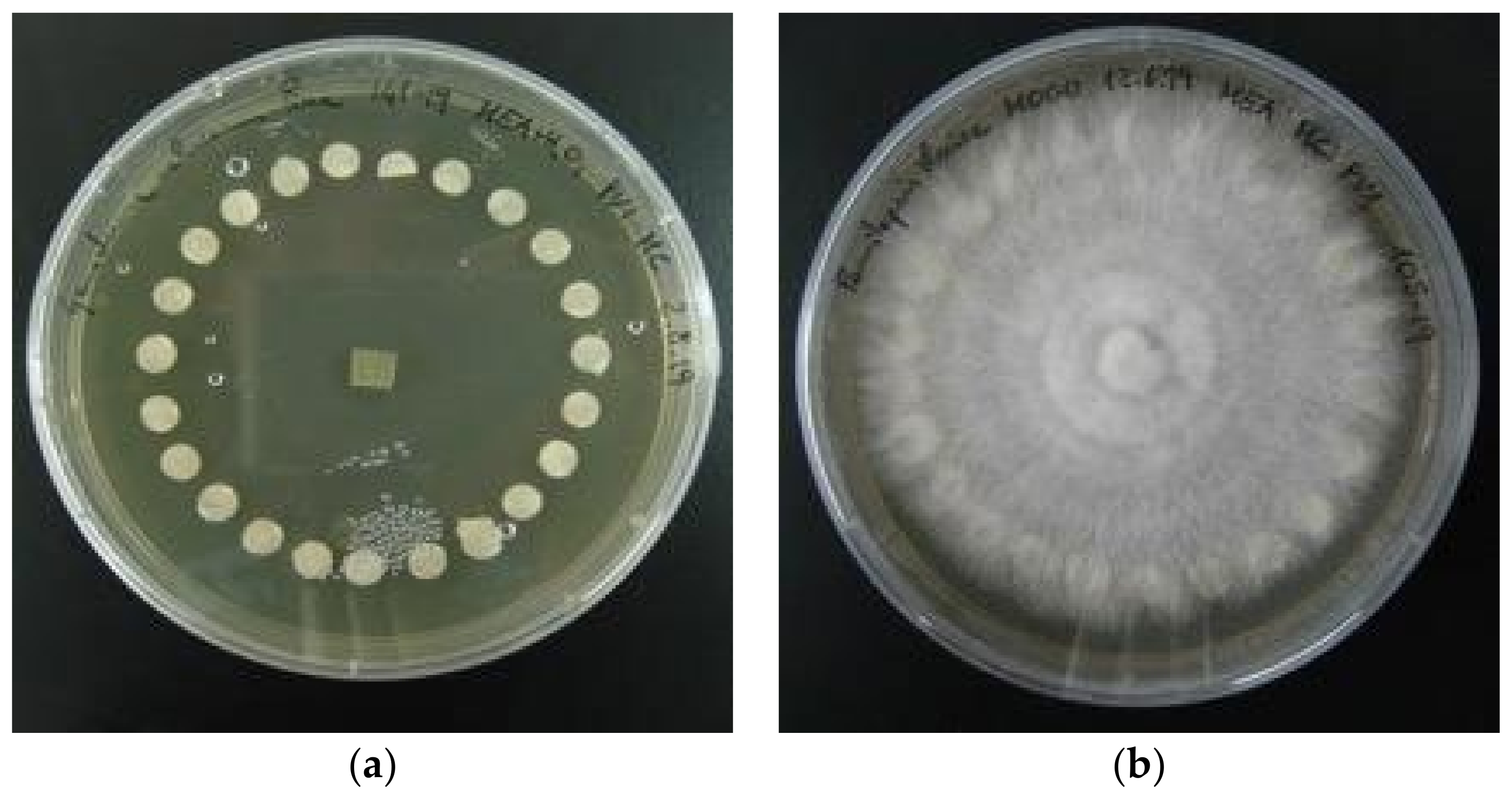 Diversity 14 00413 g001