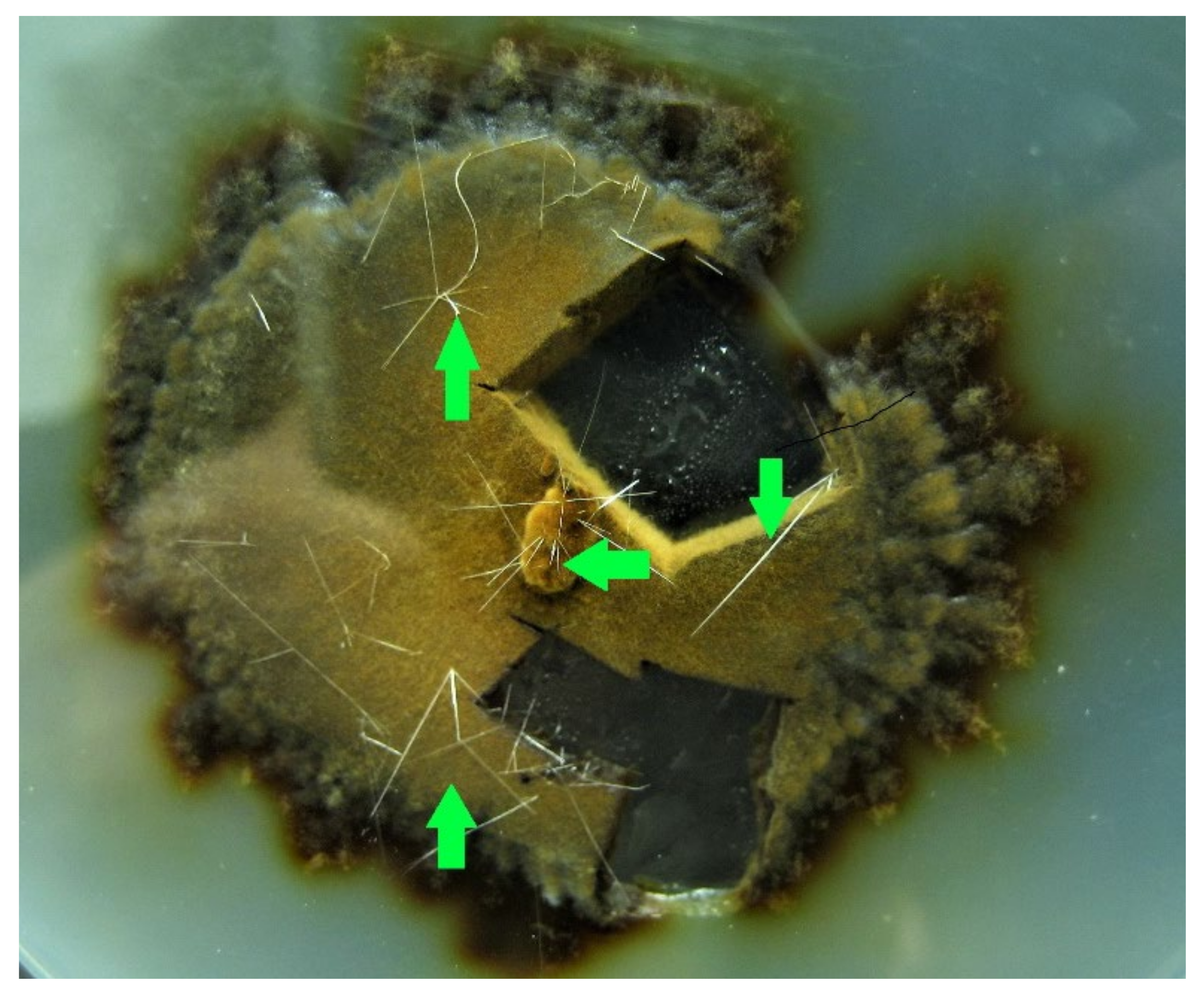 Diversity 14 00413 g006