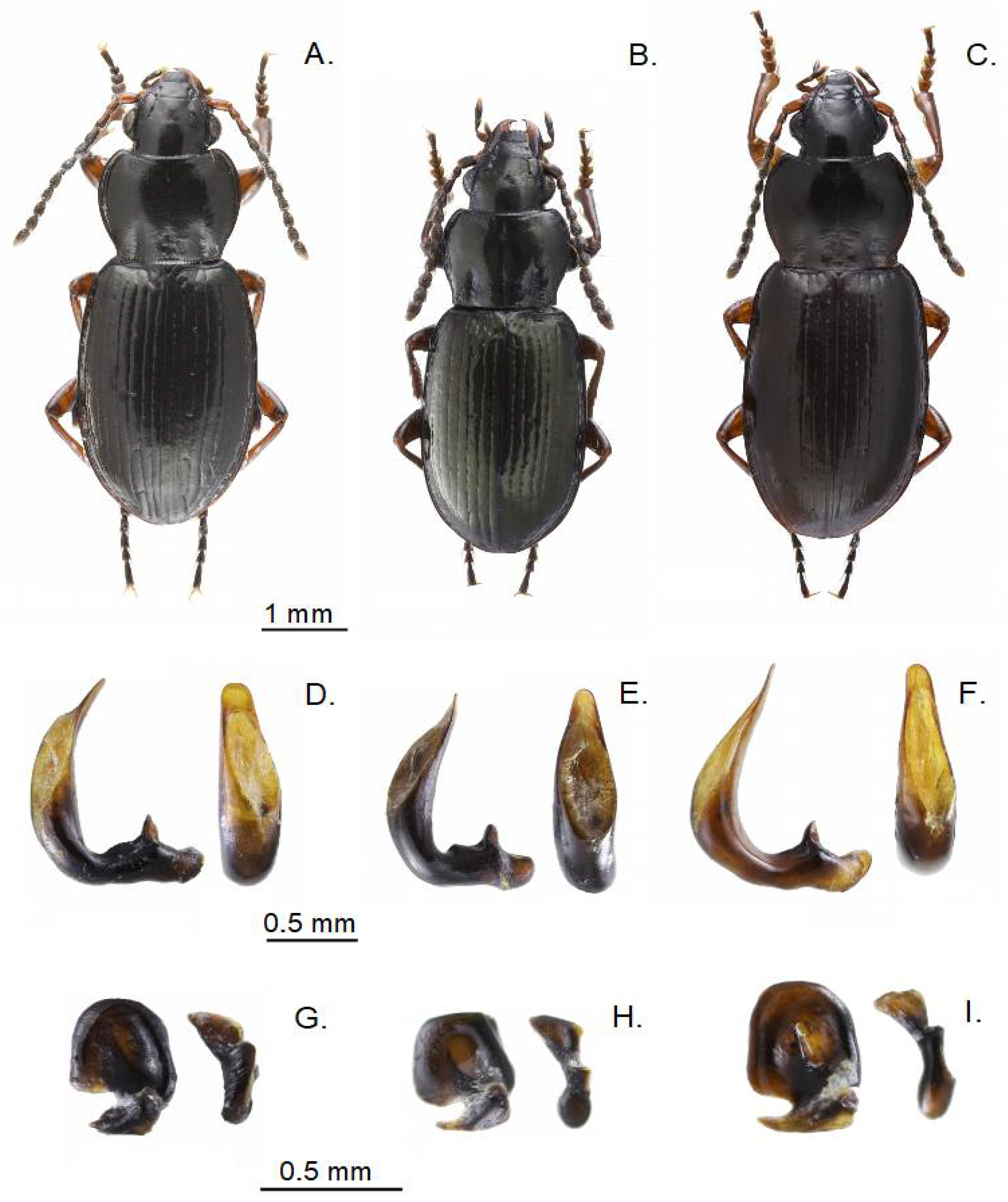 Diversity 14 00415 g002 550