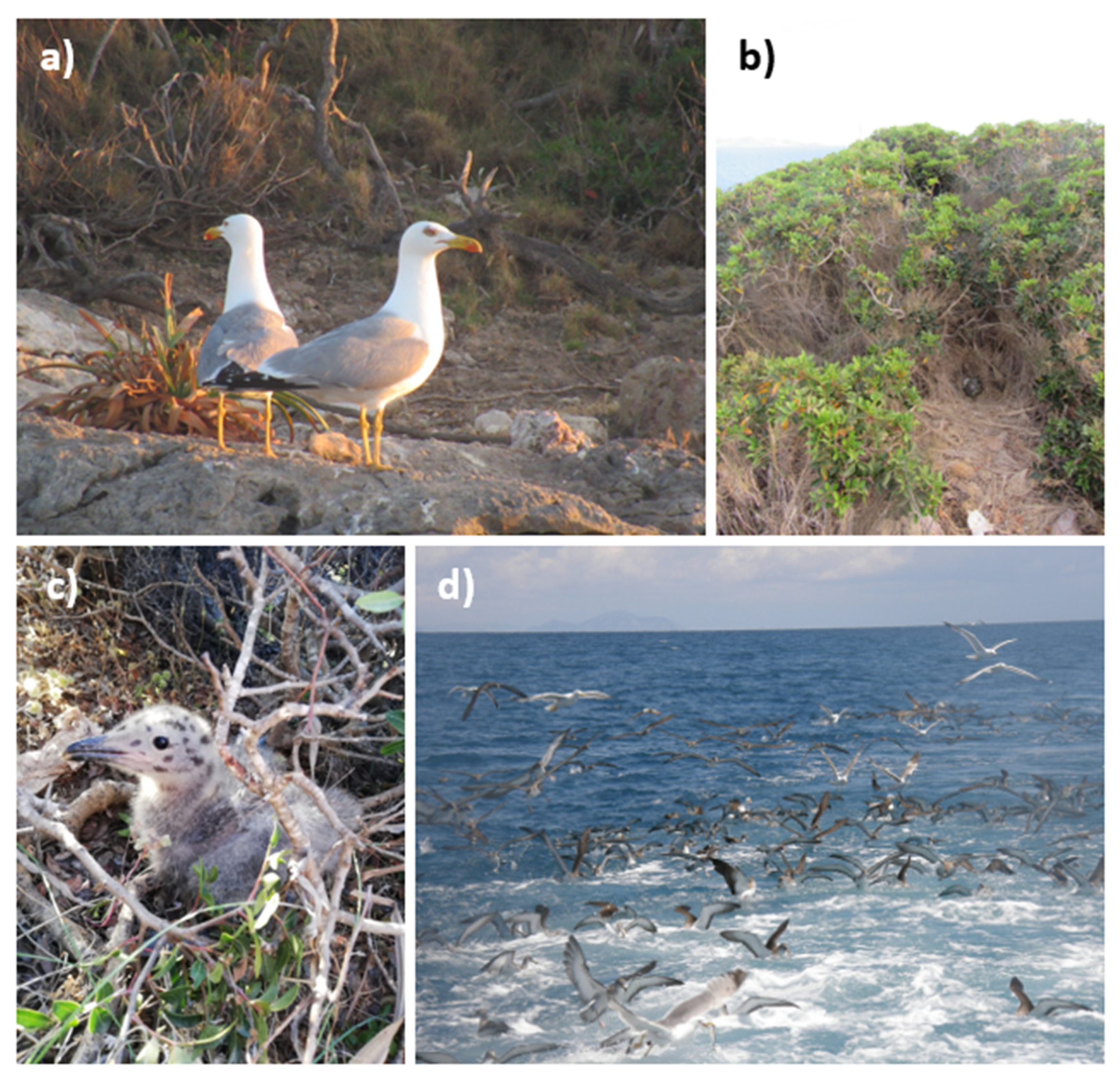 Diversity 14 00421 g001 550