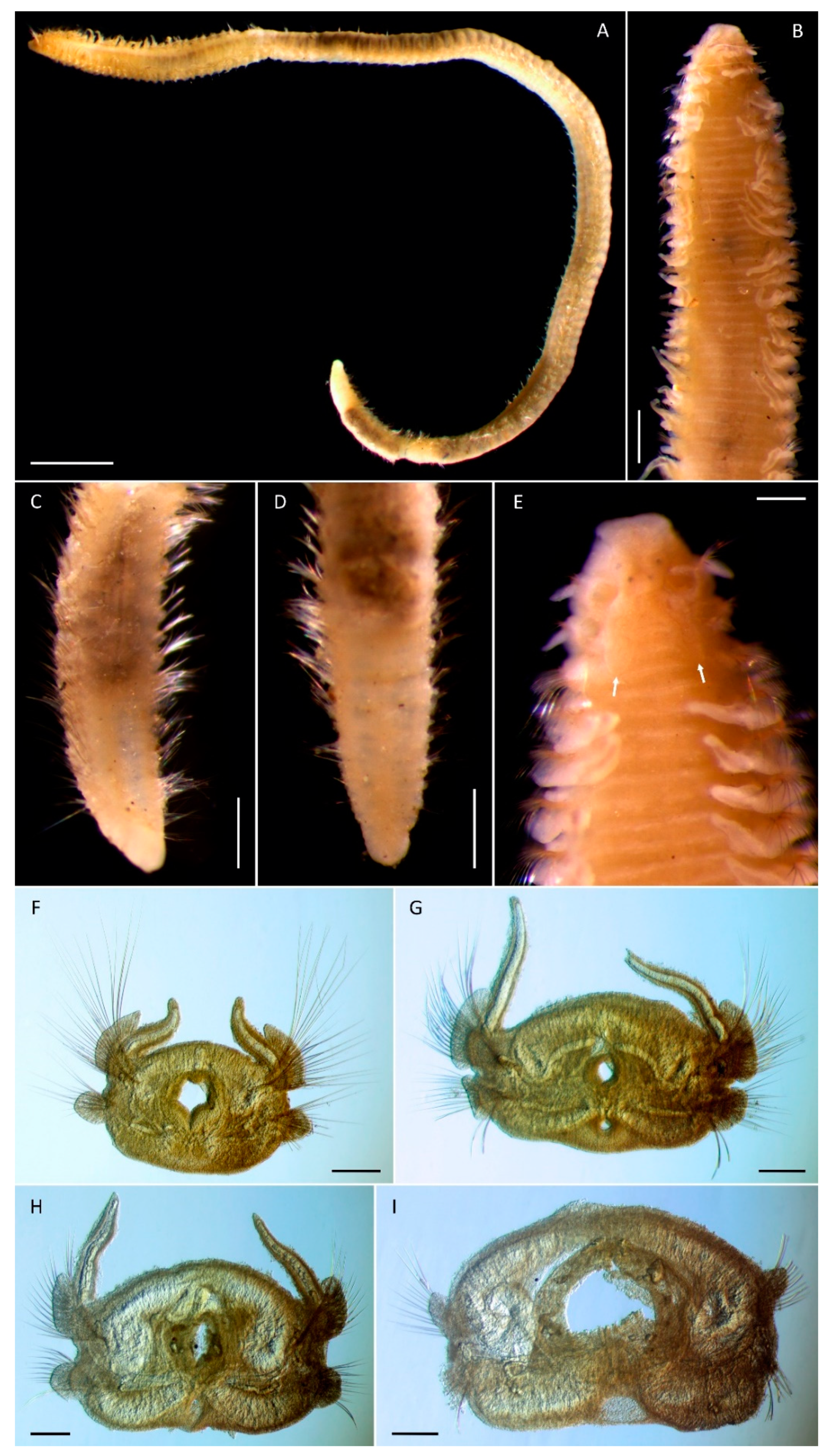 Diversity 14 00423 g002 Diversity 14 00423 g002