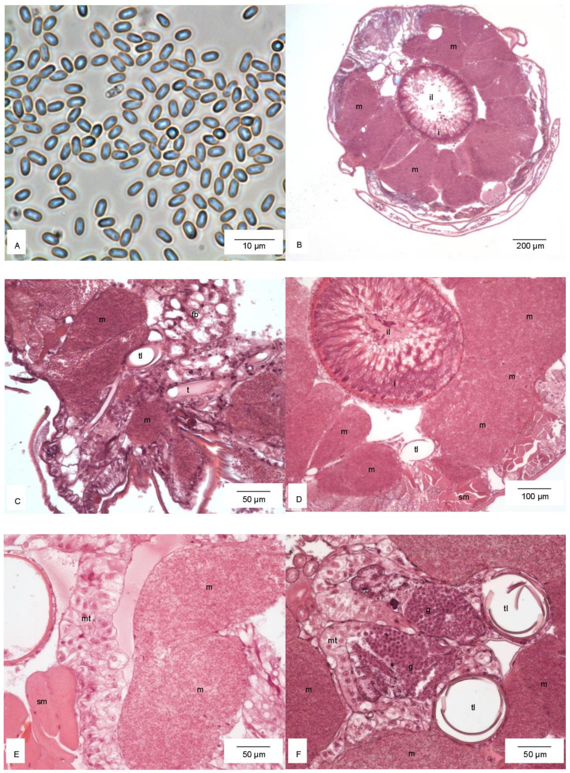 Diversity 14 00428 g003