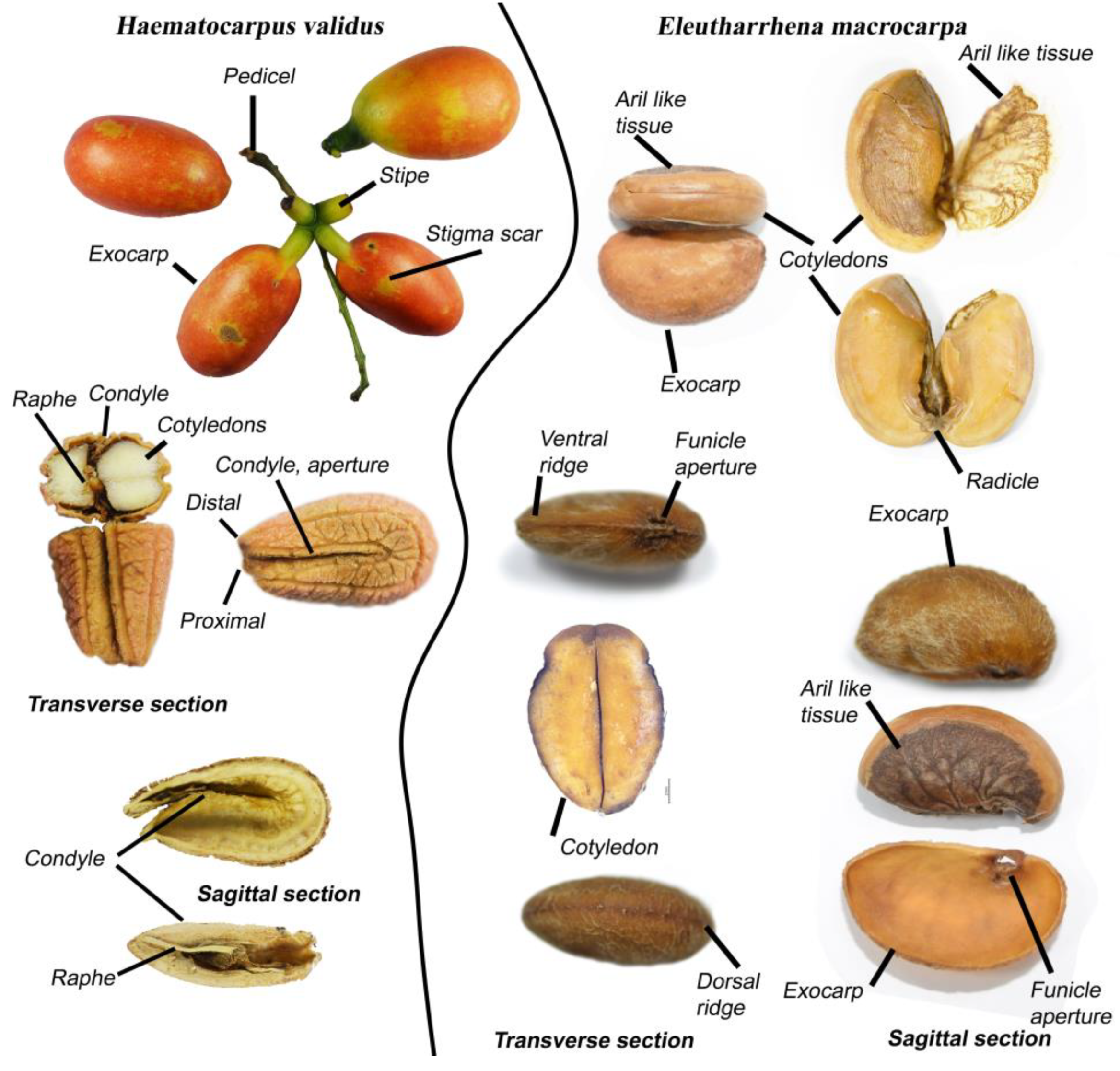 Diversity 14 00437 g003 550