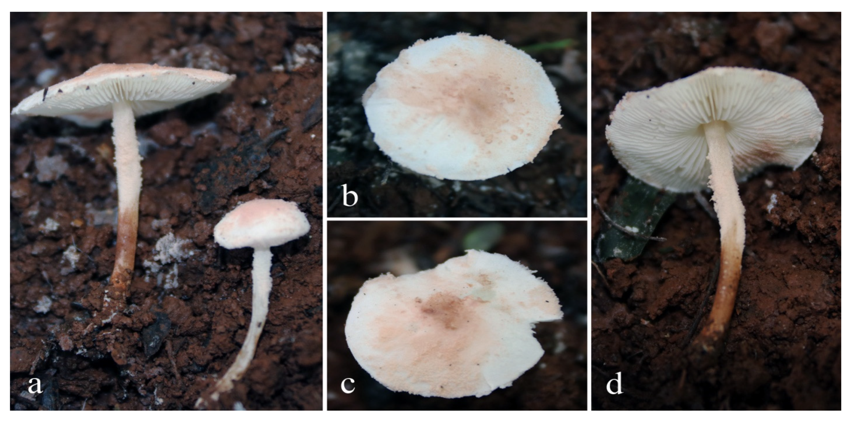 Diversity 14 00449 g004