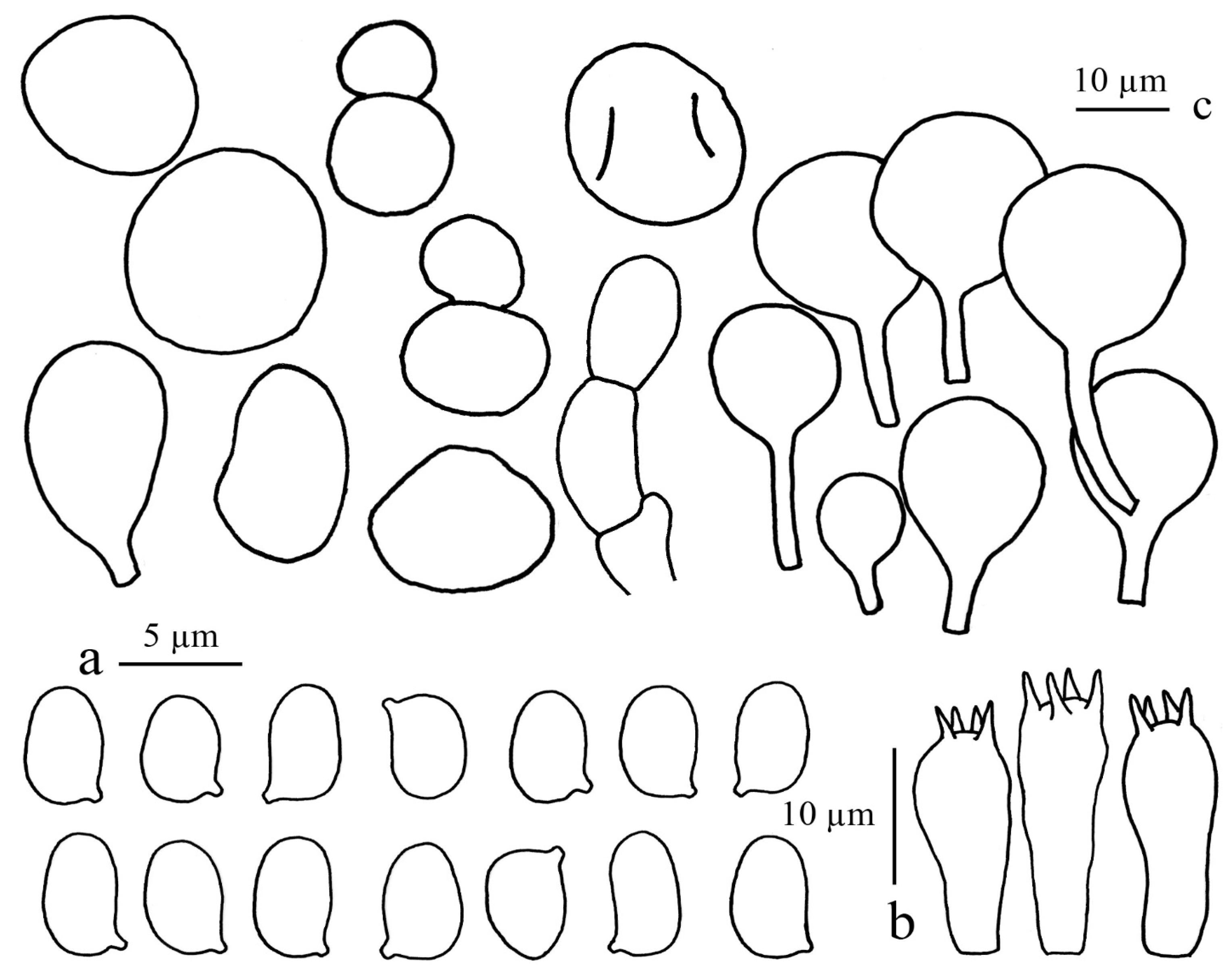 Diversity 14 00449 g005