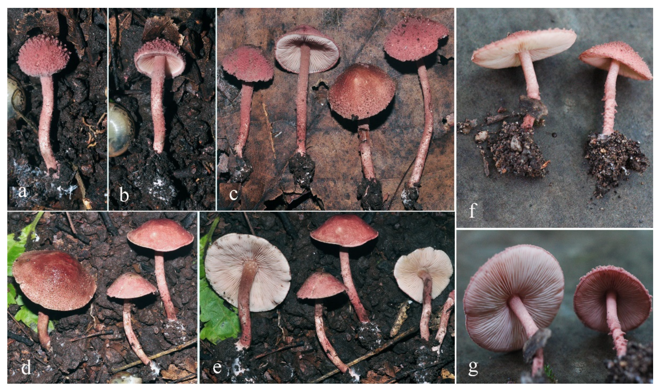 Diversity 14 00449 g006