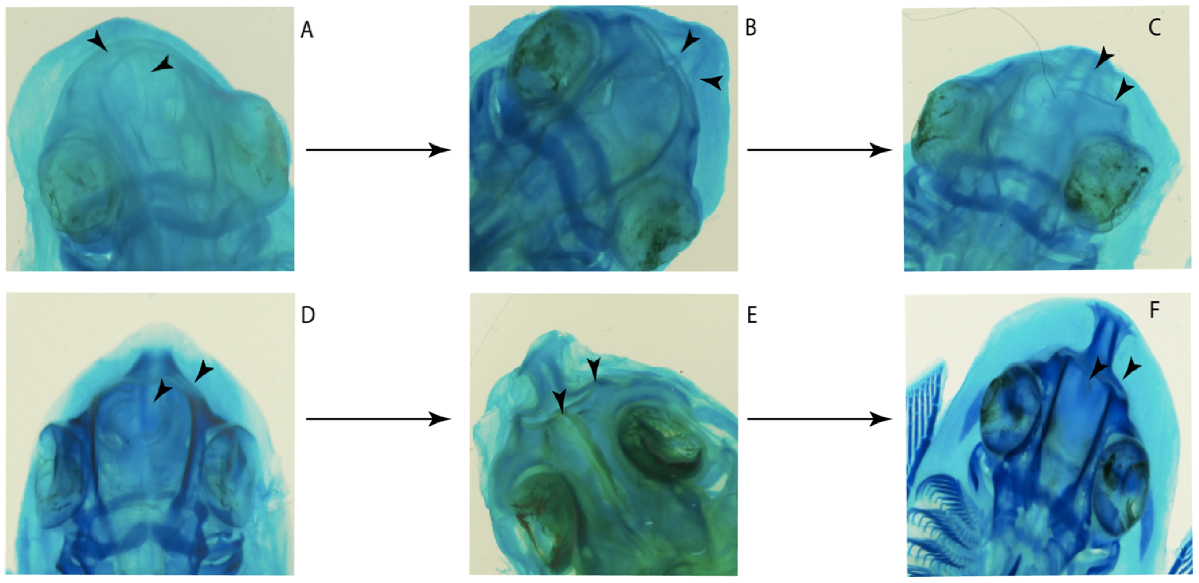 Diversity 14 00456 g004 550