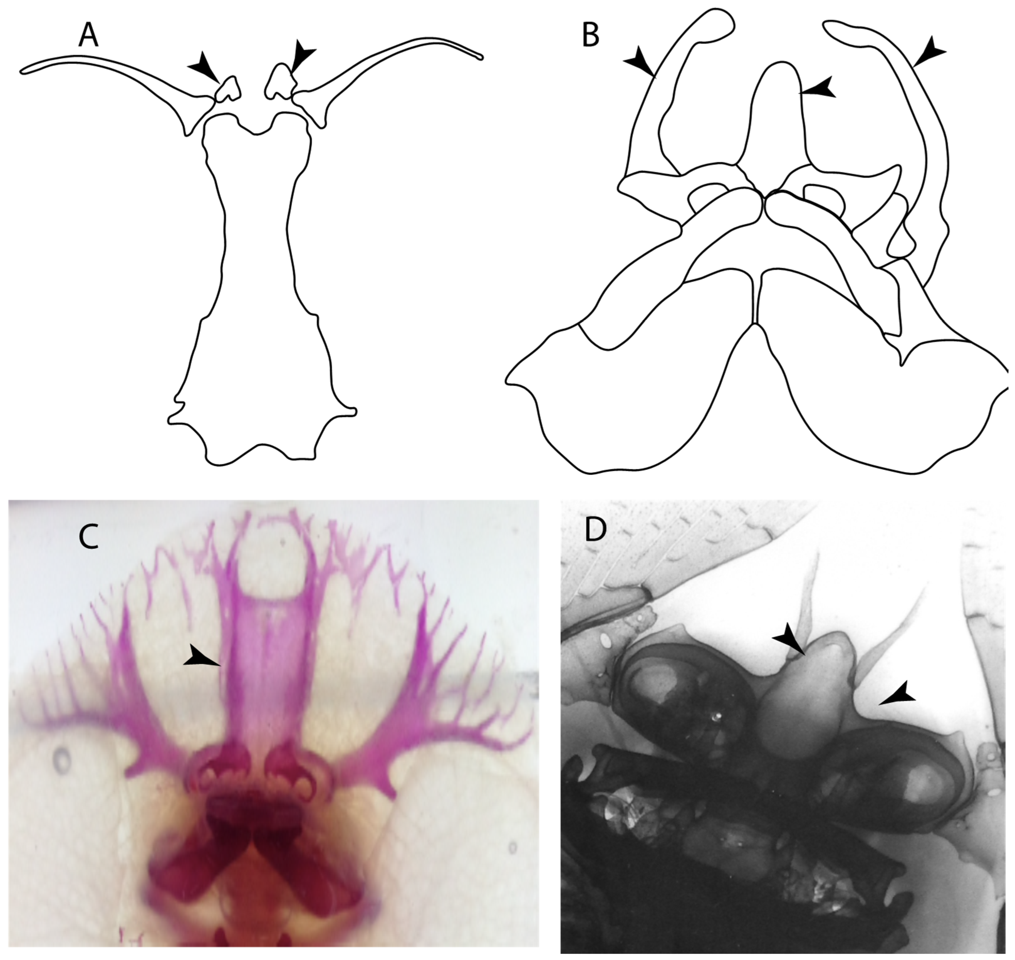 Diversity 14 00456 g008 550