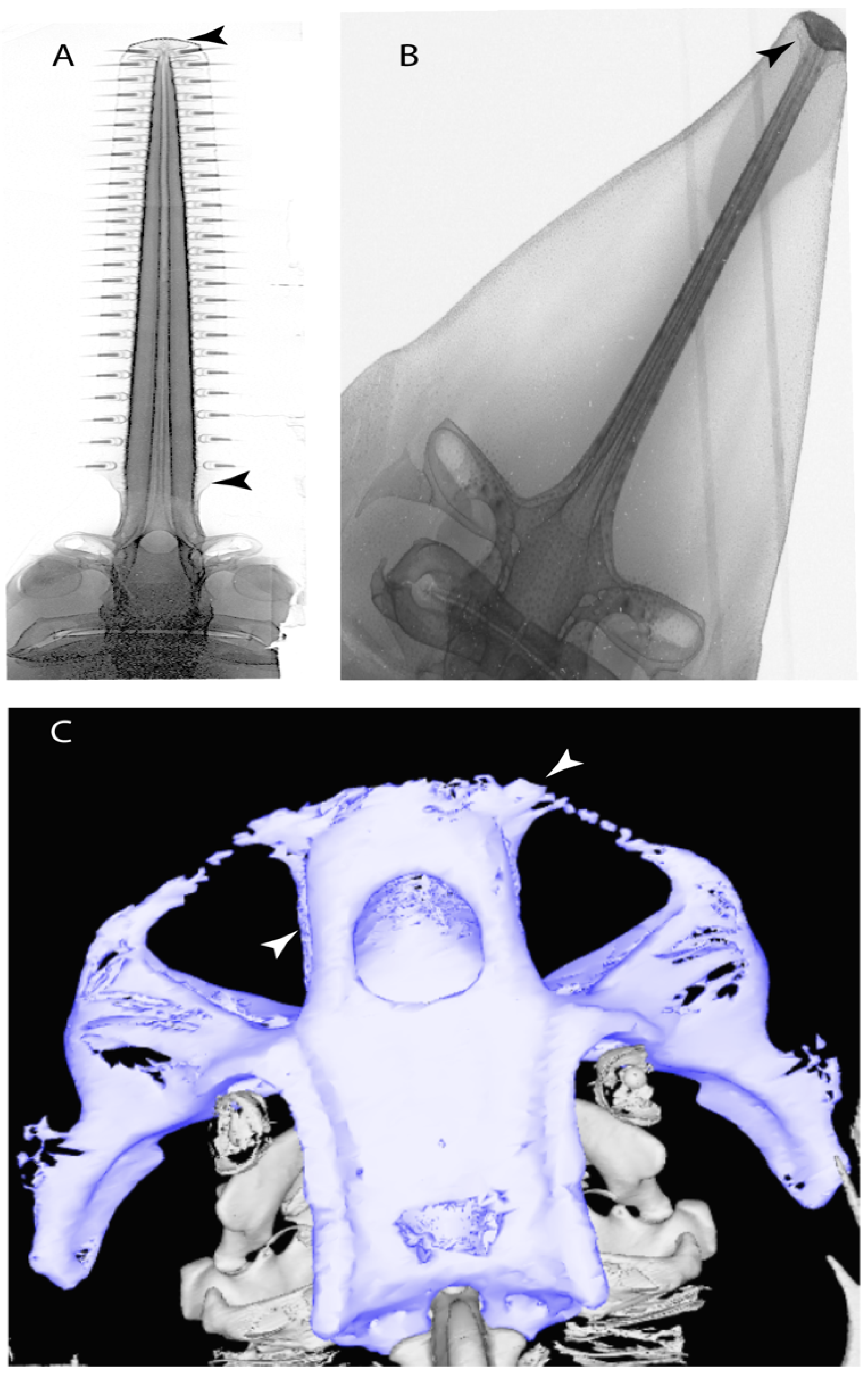 Diversity 14 00456 g009 550