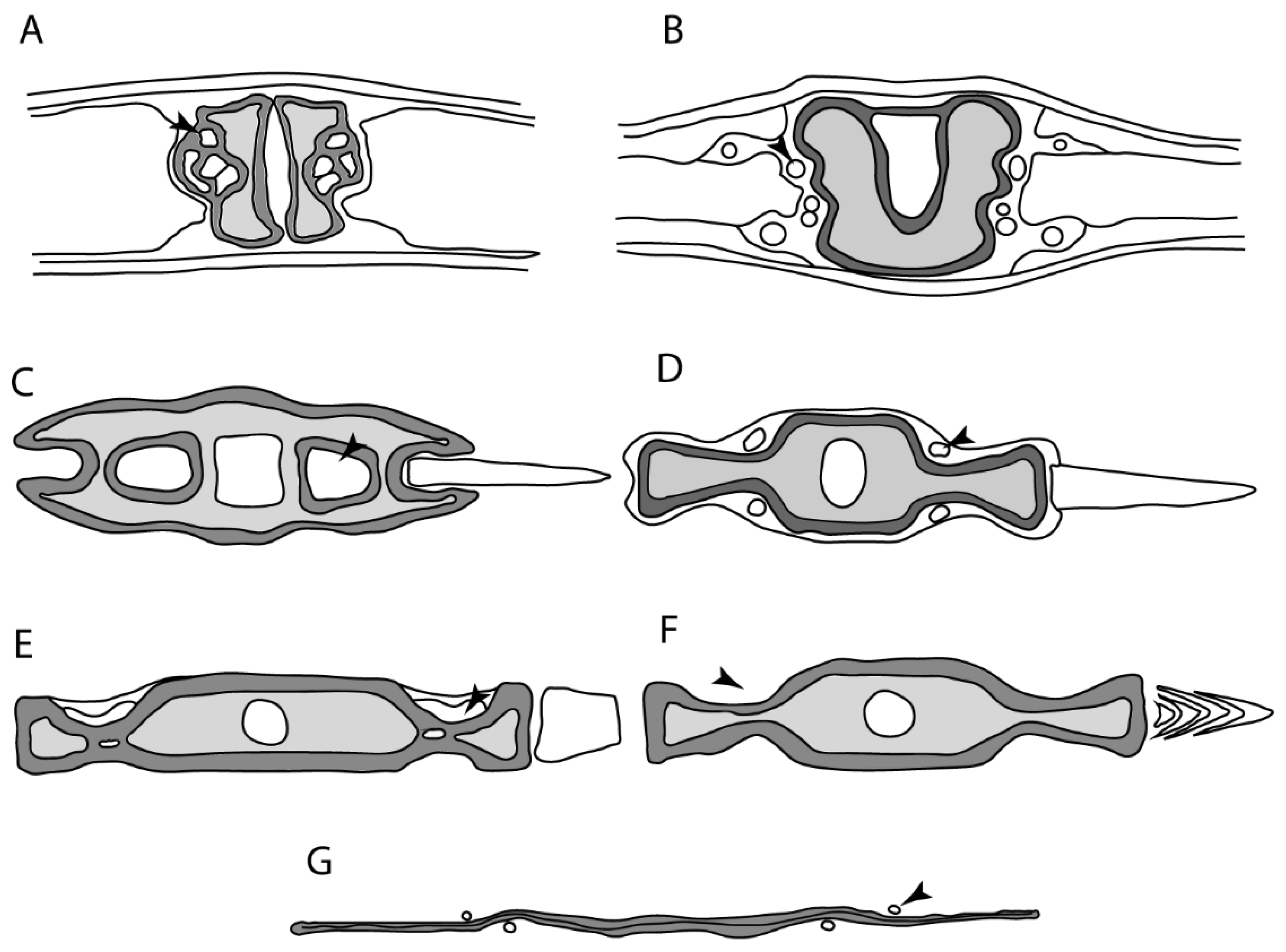 Diversity 14 00456 g010 550