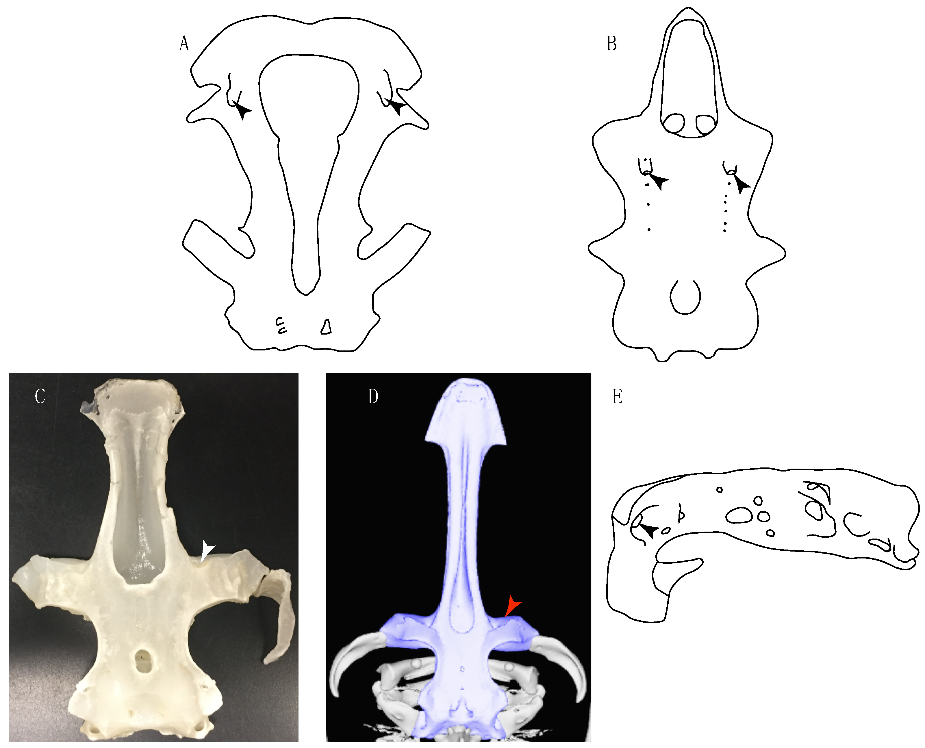 Diversity 14 00456 g011 550