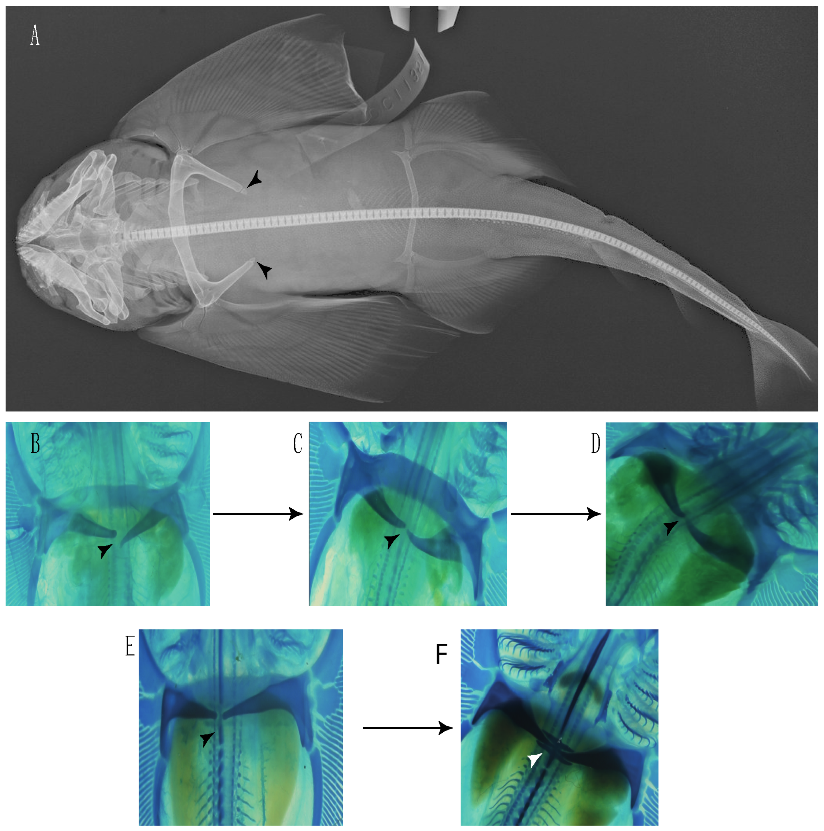 Diversity 14 00456 g029 550