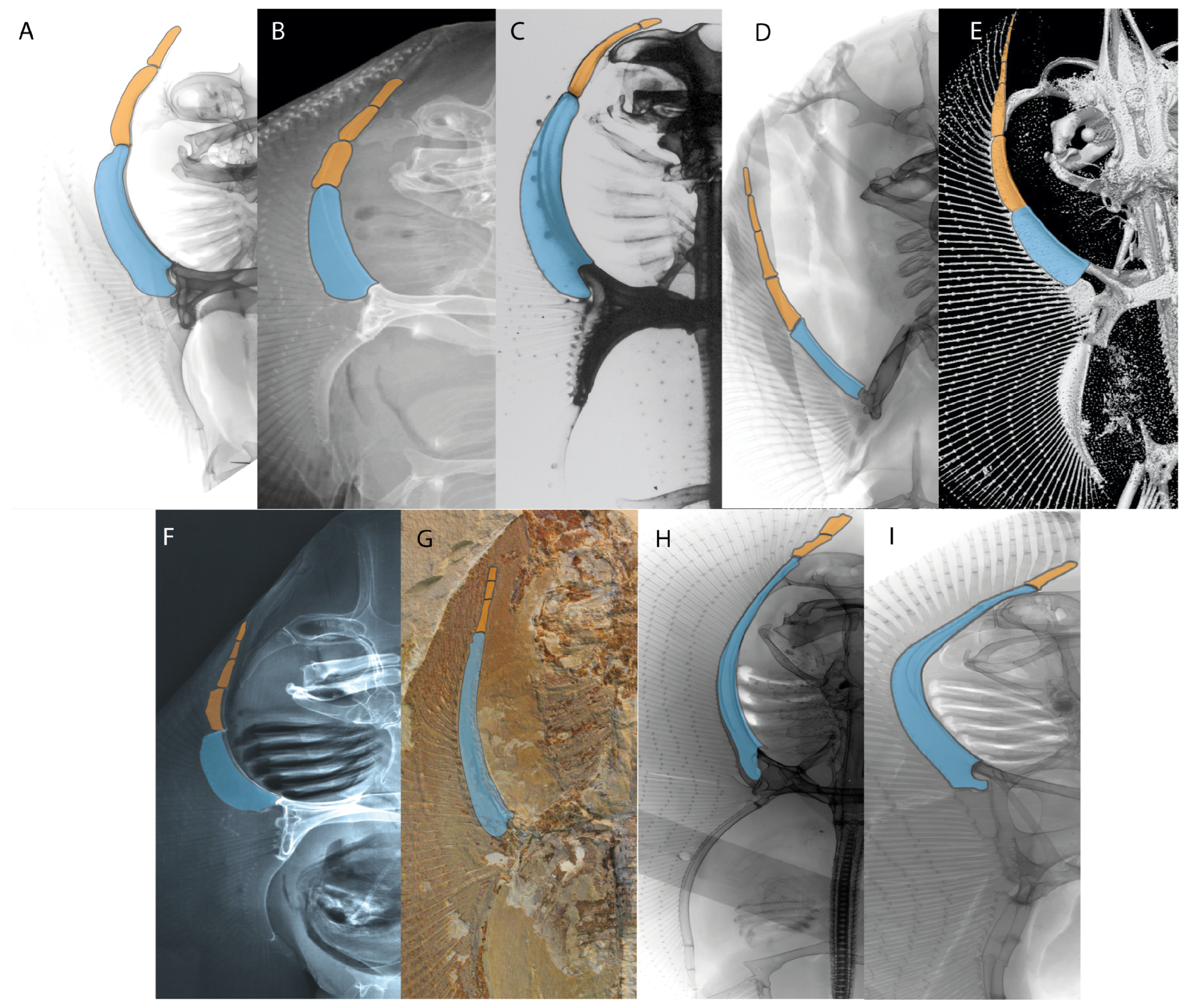 Diversity 14 00456 g044 550