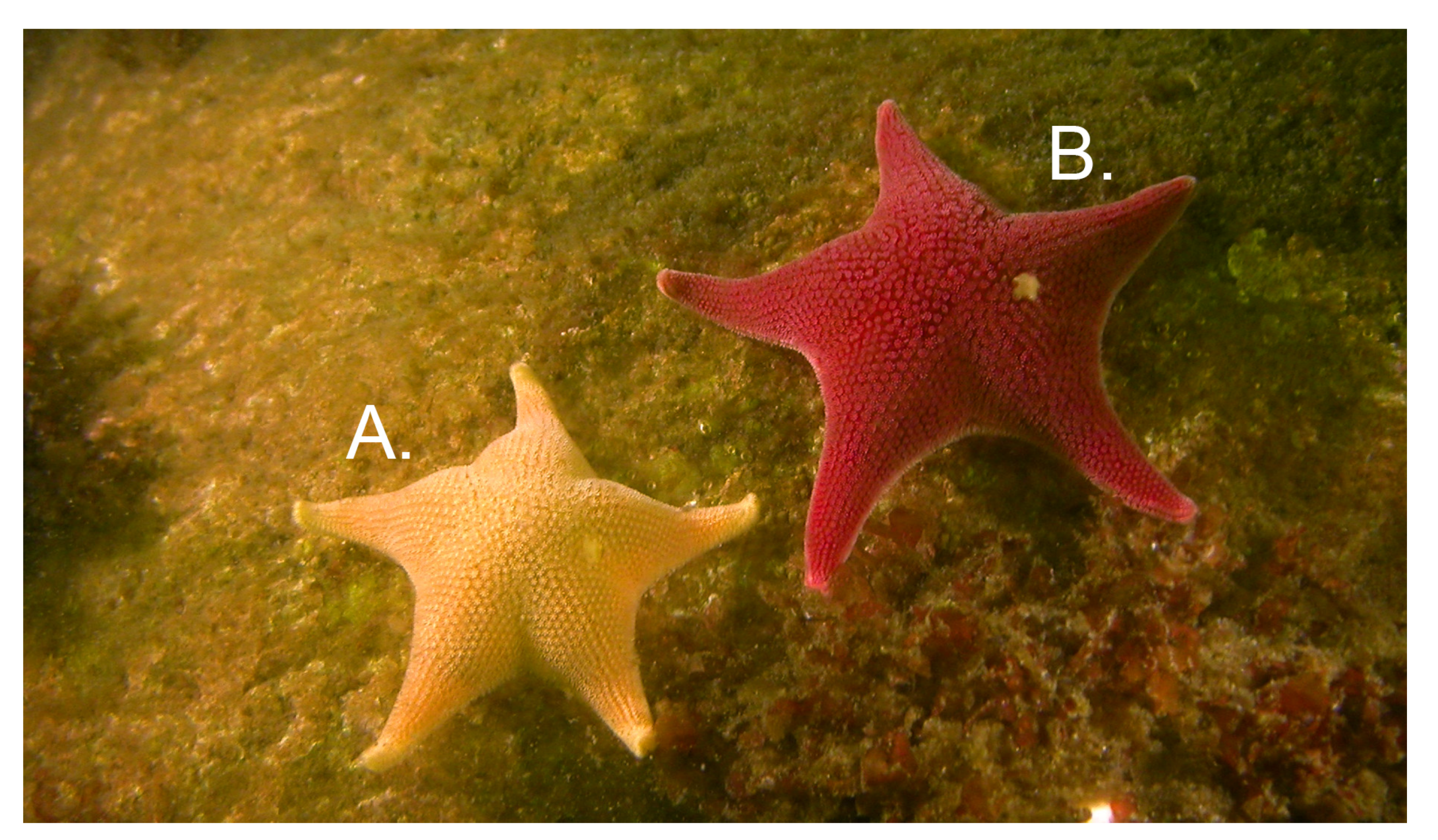 Diversity 14 00457 g005 Diversity 14 00457 g005