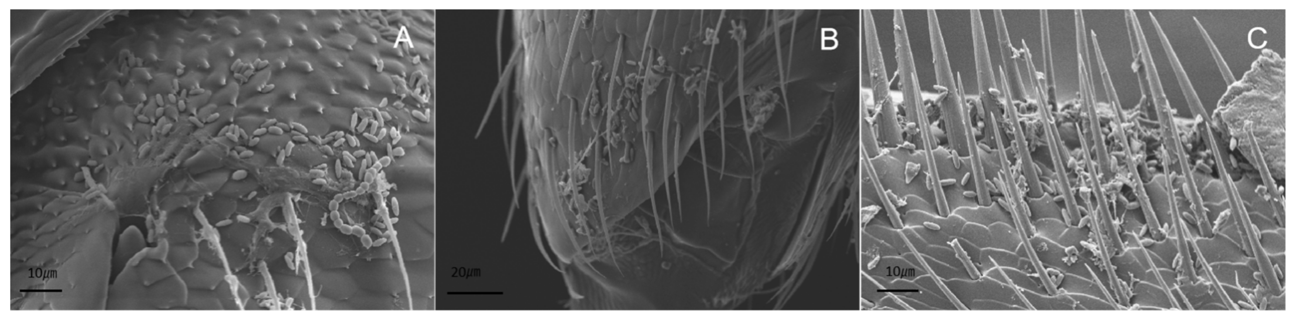 Diversity 14 00464 g006