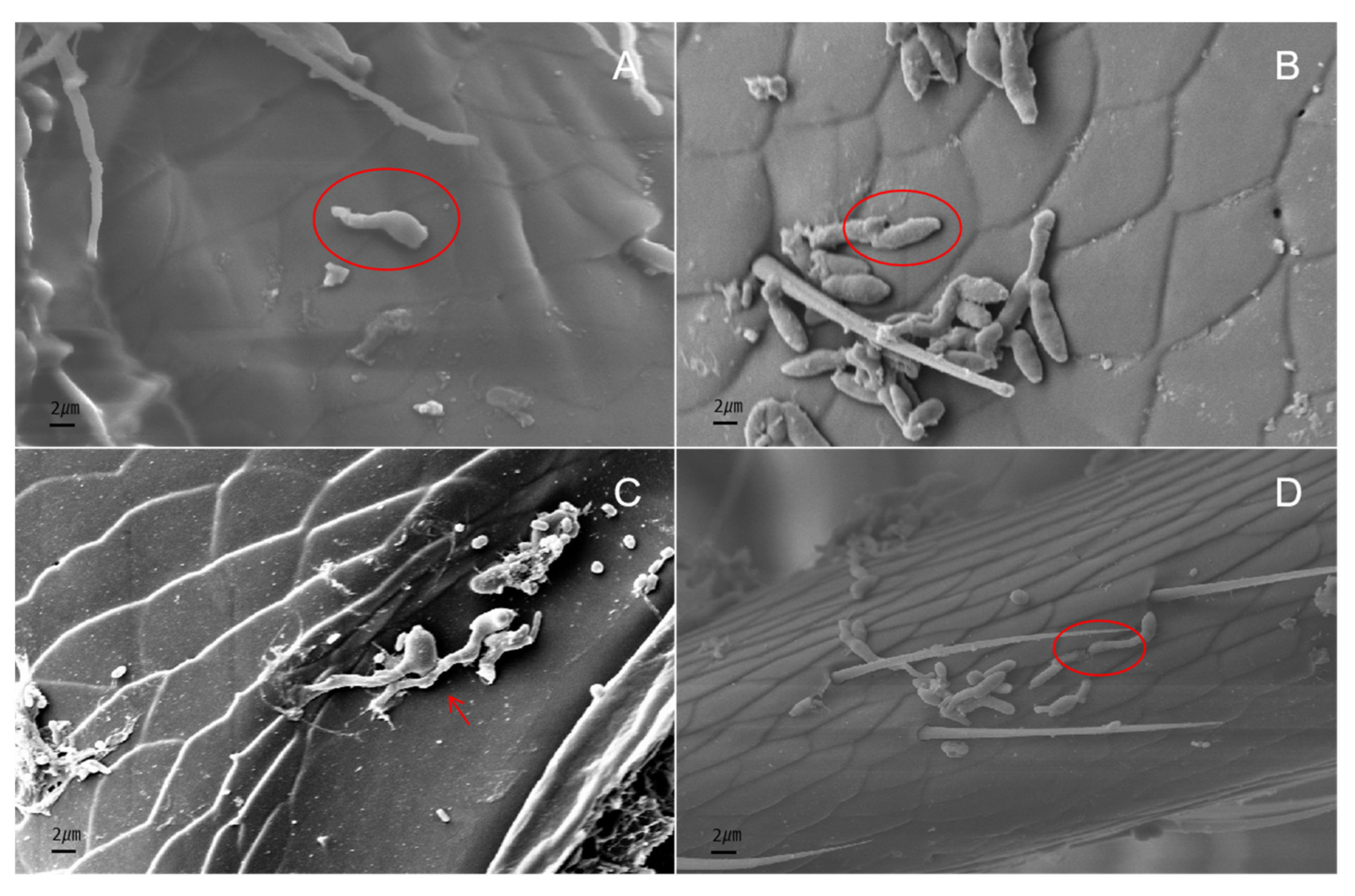 Diversity 14 00464 g007