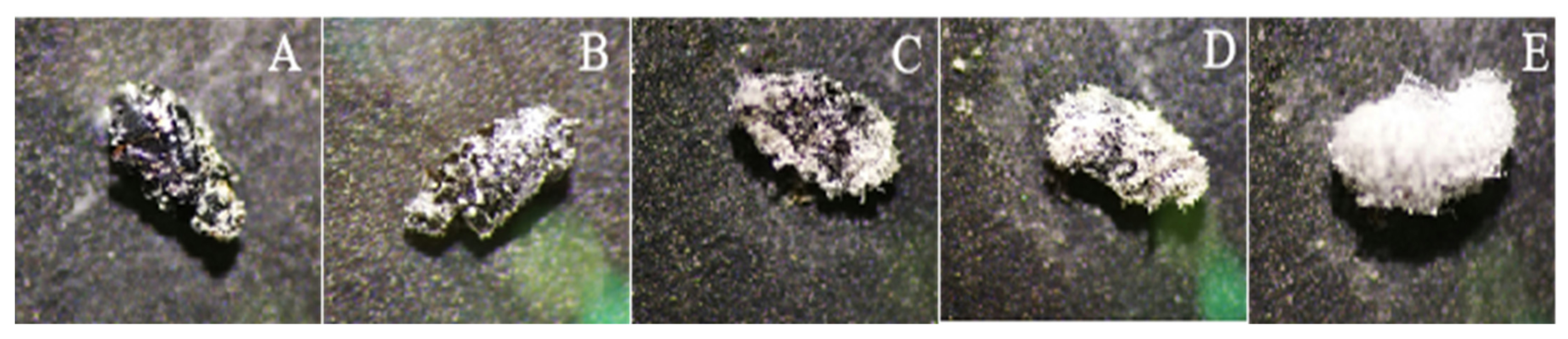 Diversity 14 00464 g009