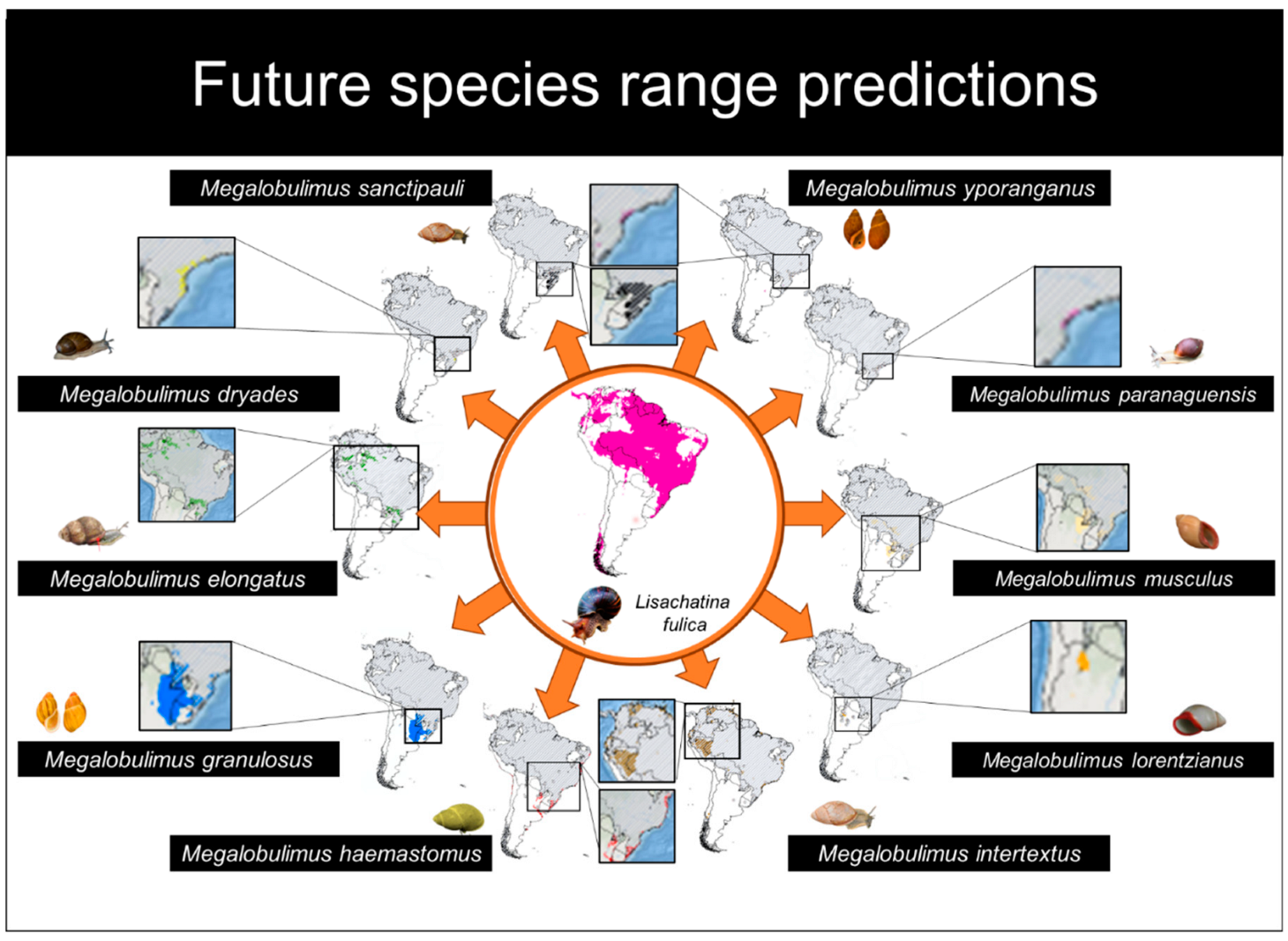 Diversity 14 00467 g003