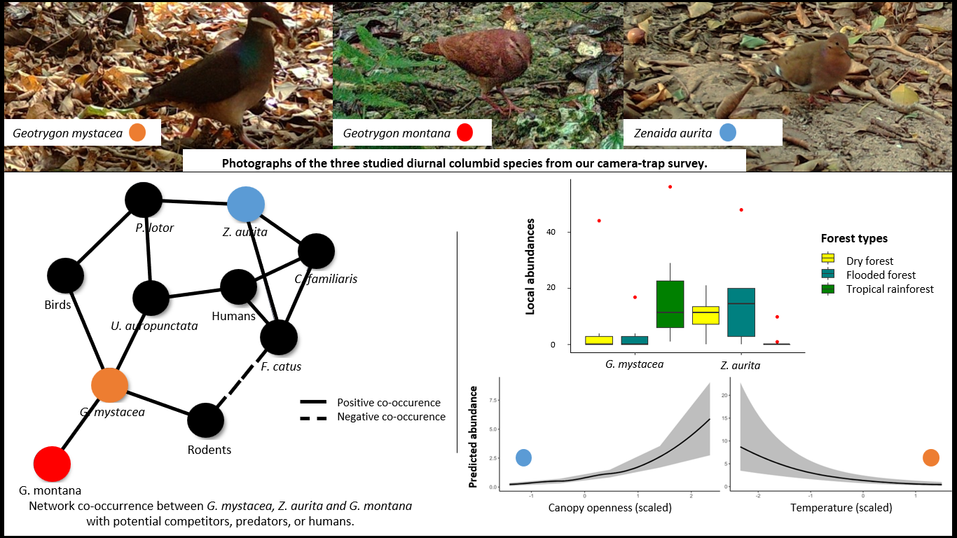 Diversity | Free Full-Text | Spatial Occupancy, Local Abundance and  Activity Rhythm of Three Ground Dwelling Columbid Species in the Forests of  Guadeloupe in Relation to Environmental Factors