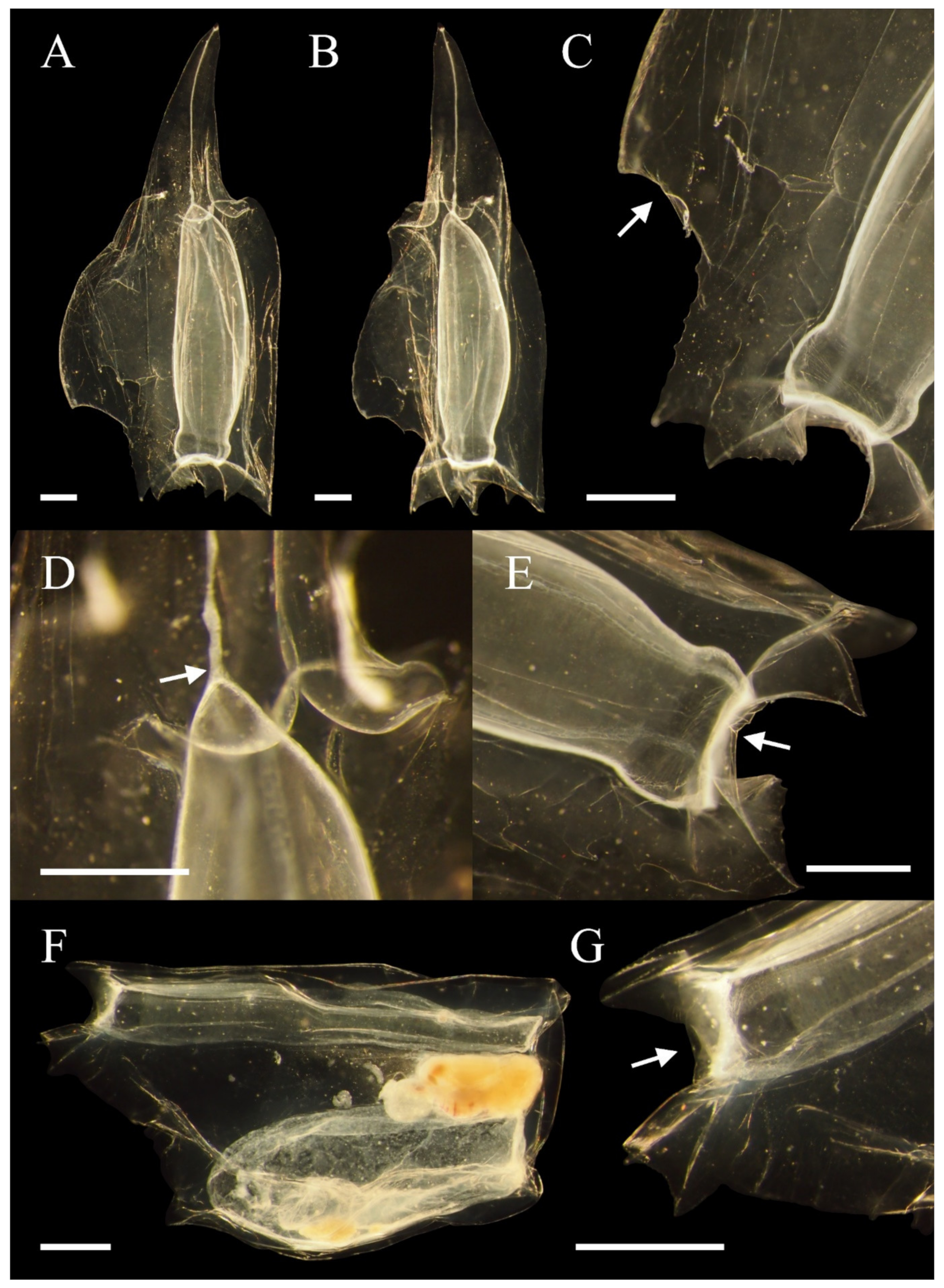Diversity 14 00494 g002 Diversity 14 00494 g002