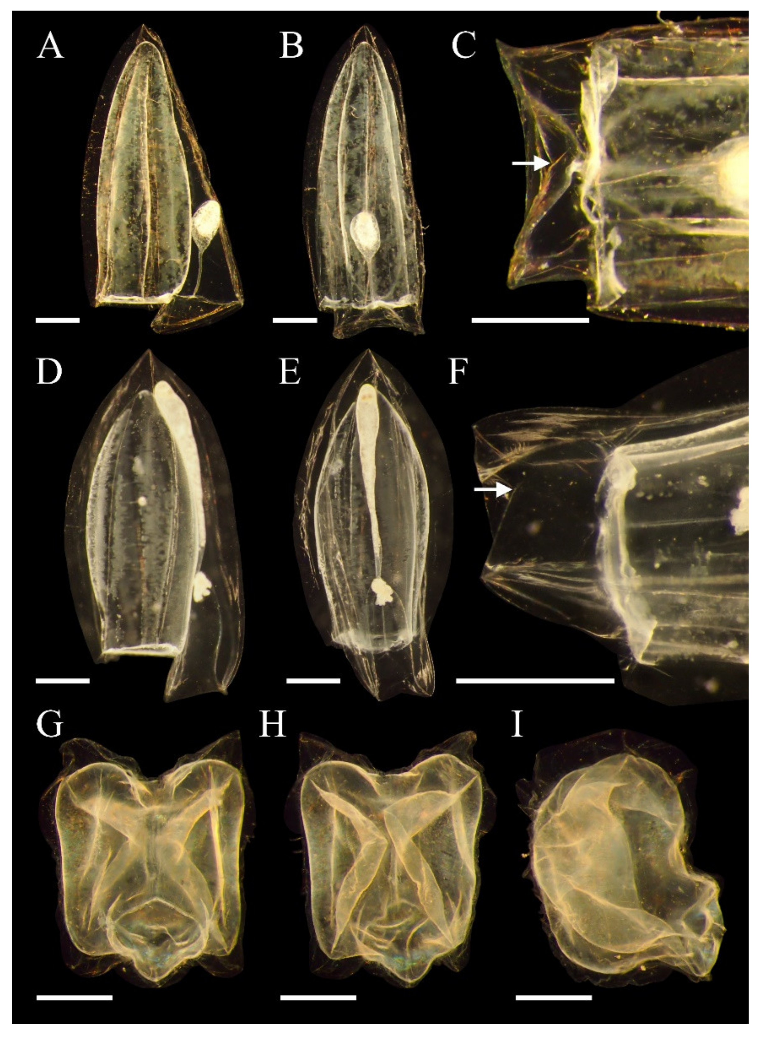 Diversity 14 00494 g004 Diversity 14 00494 g004