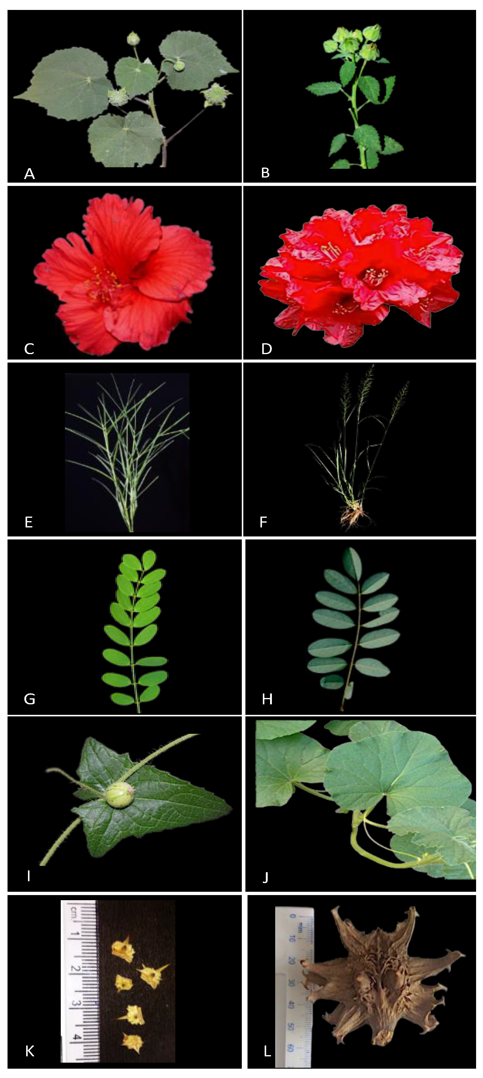 Diversity 14 00495 g003 550