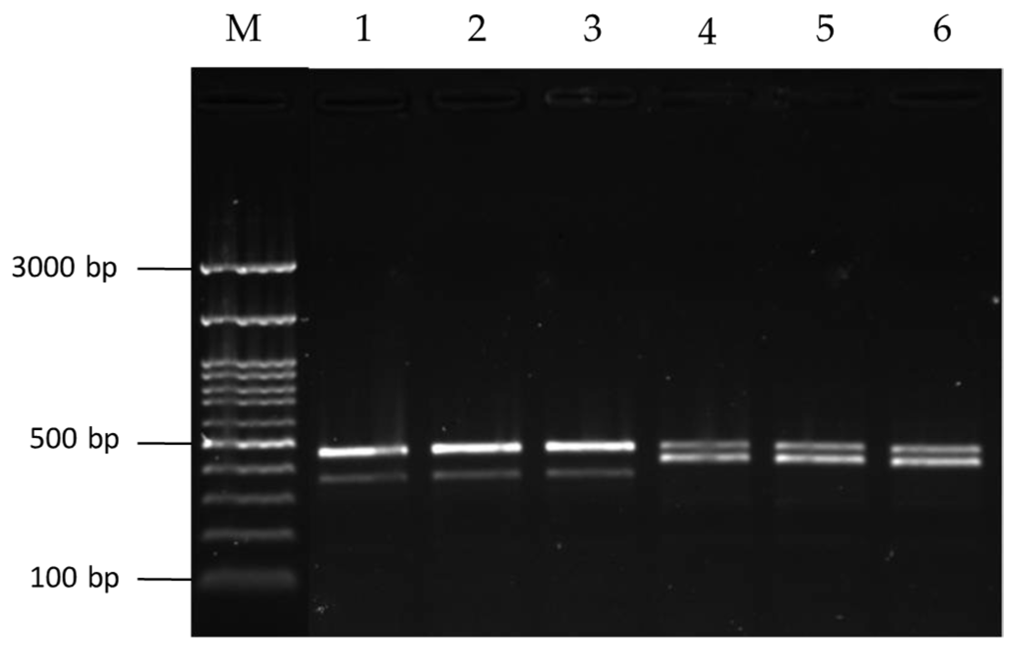 Diversity 14 00495 g005 550