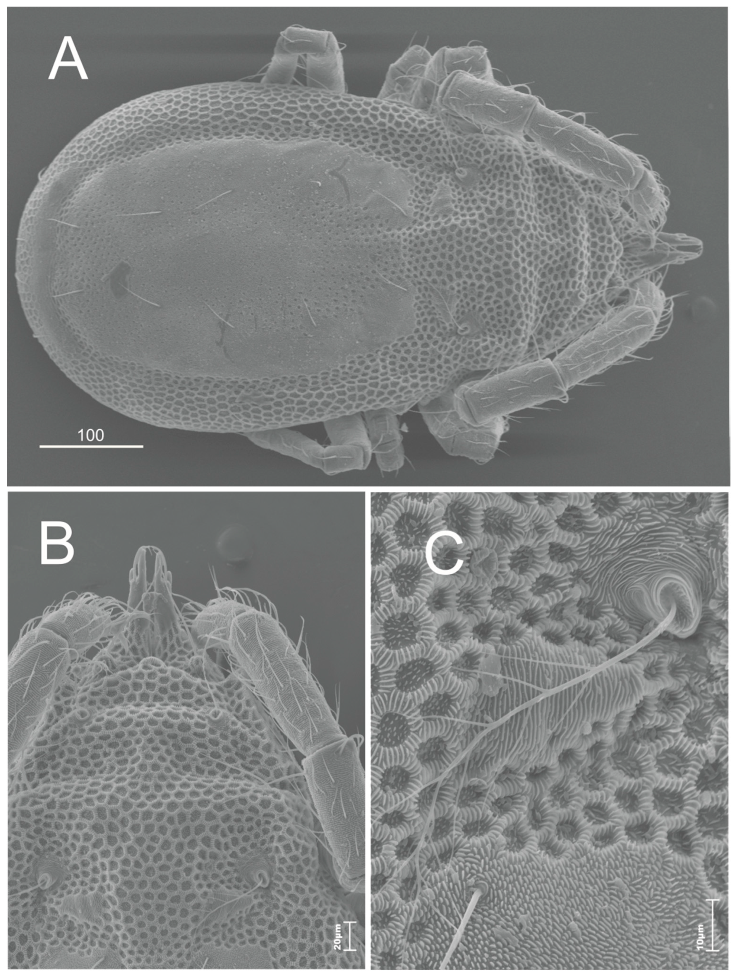 Diversity 14 00504 g001