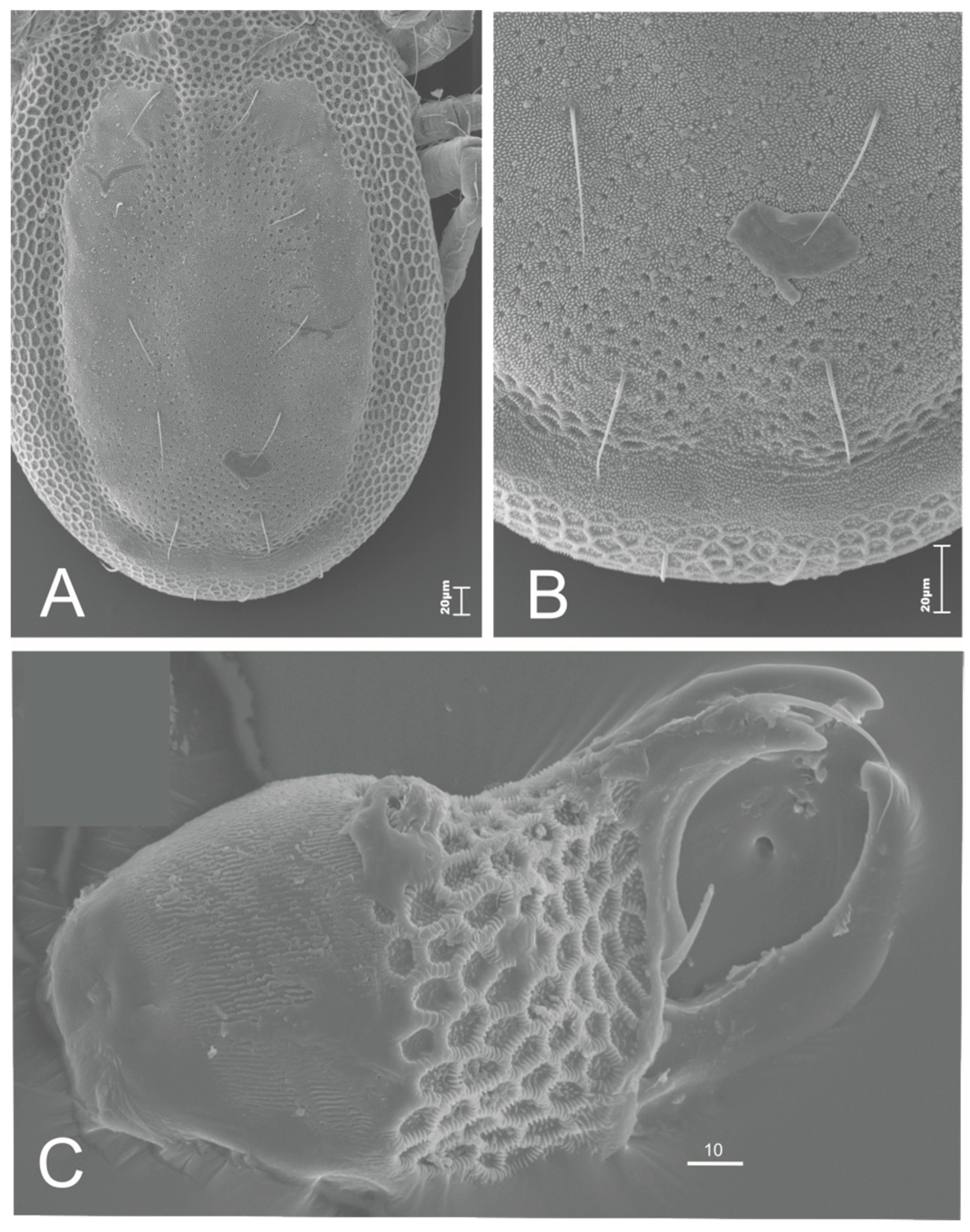 Diversity 14 00504 g002