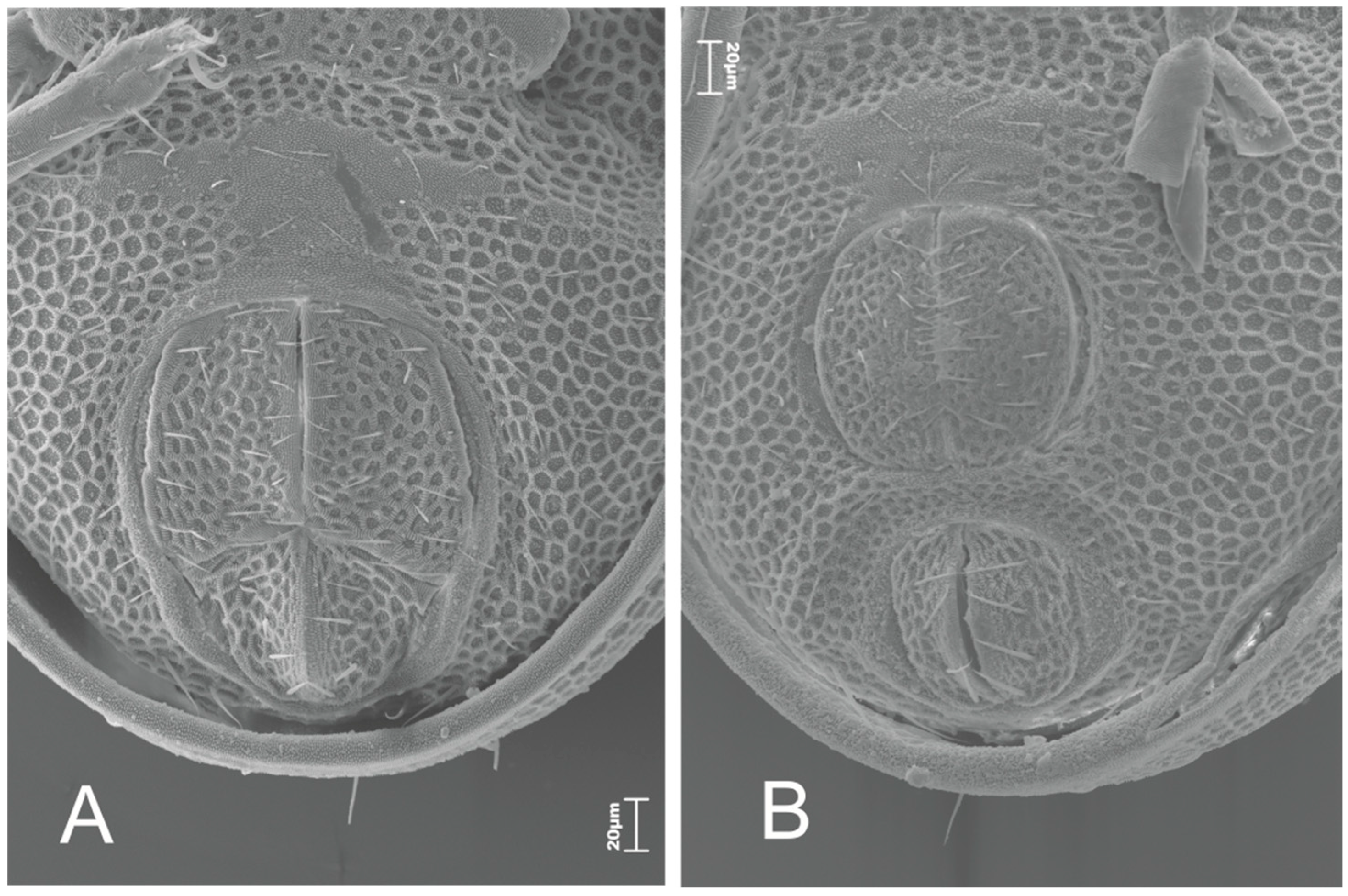 Diversity 14 00504 g004