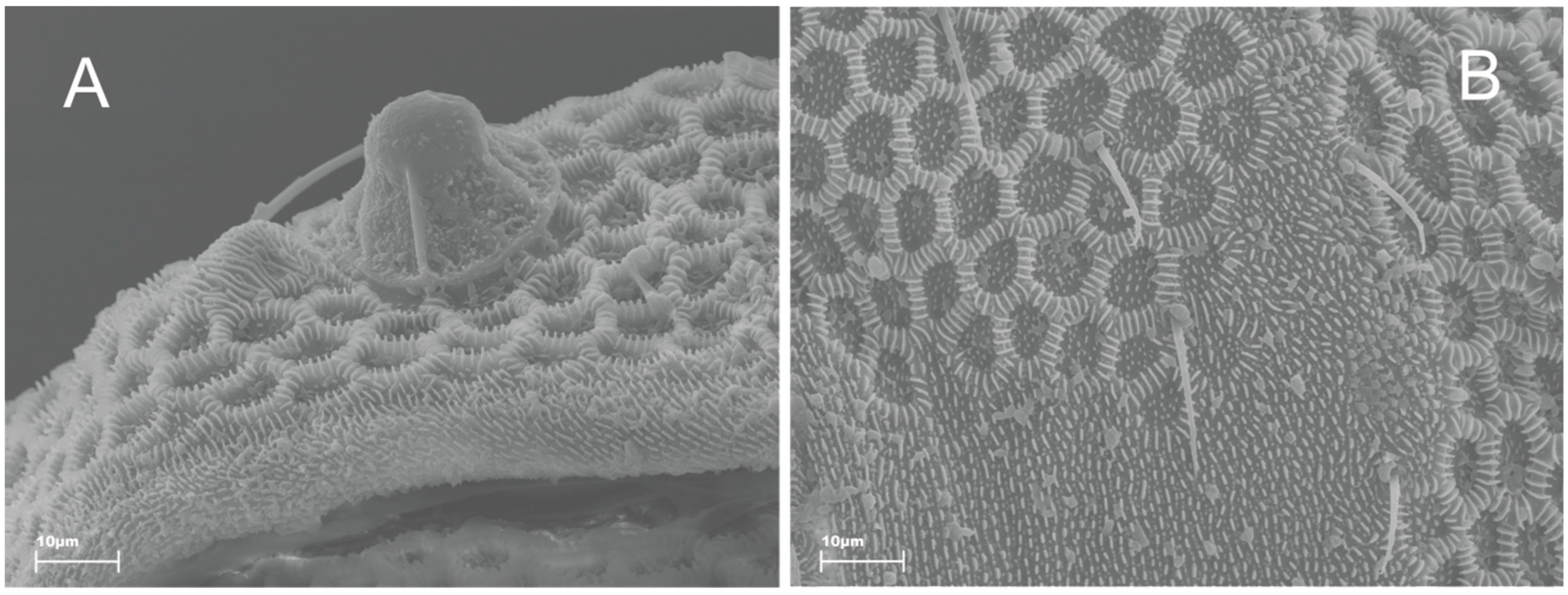 Diversity 14 00504 g005