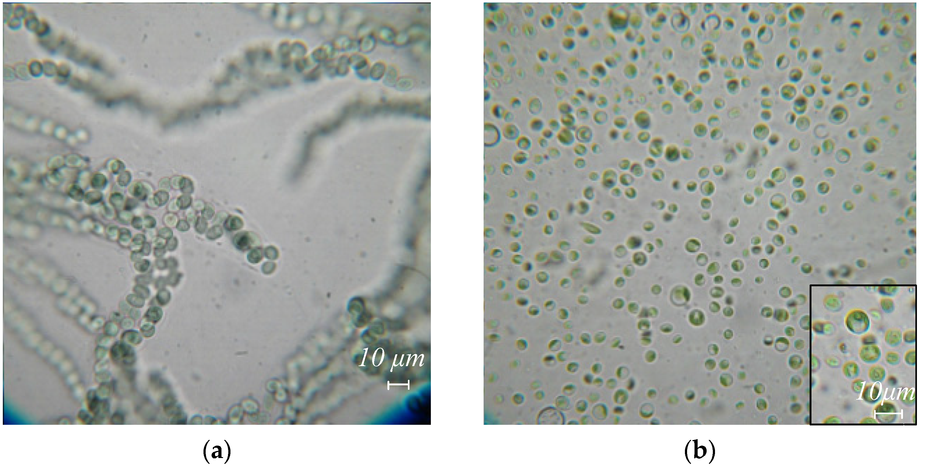 Diversity 14 00508 g002a