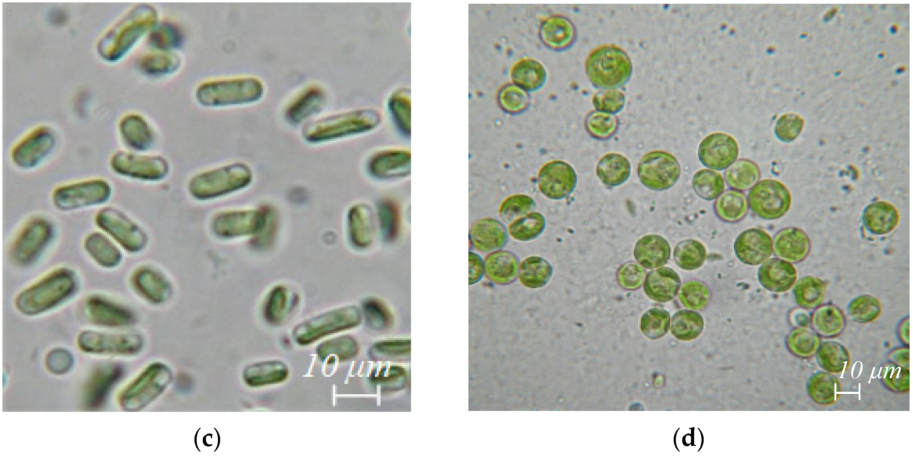 Diversity 14 00508 g002b