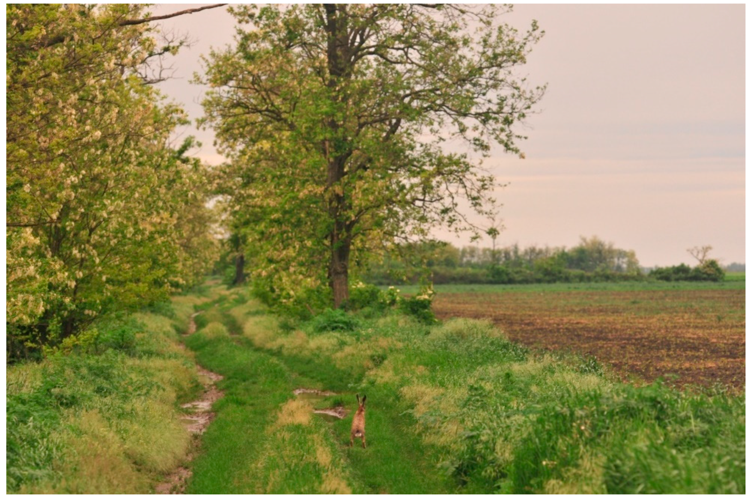 Diversity 14 00510 g008 550