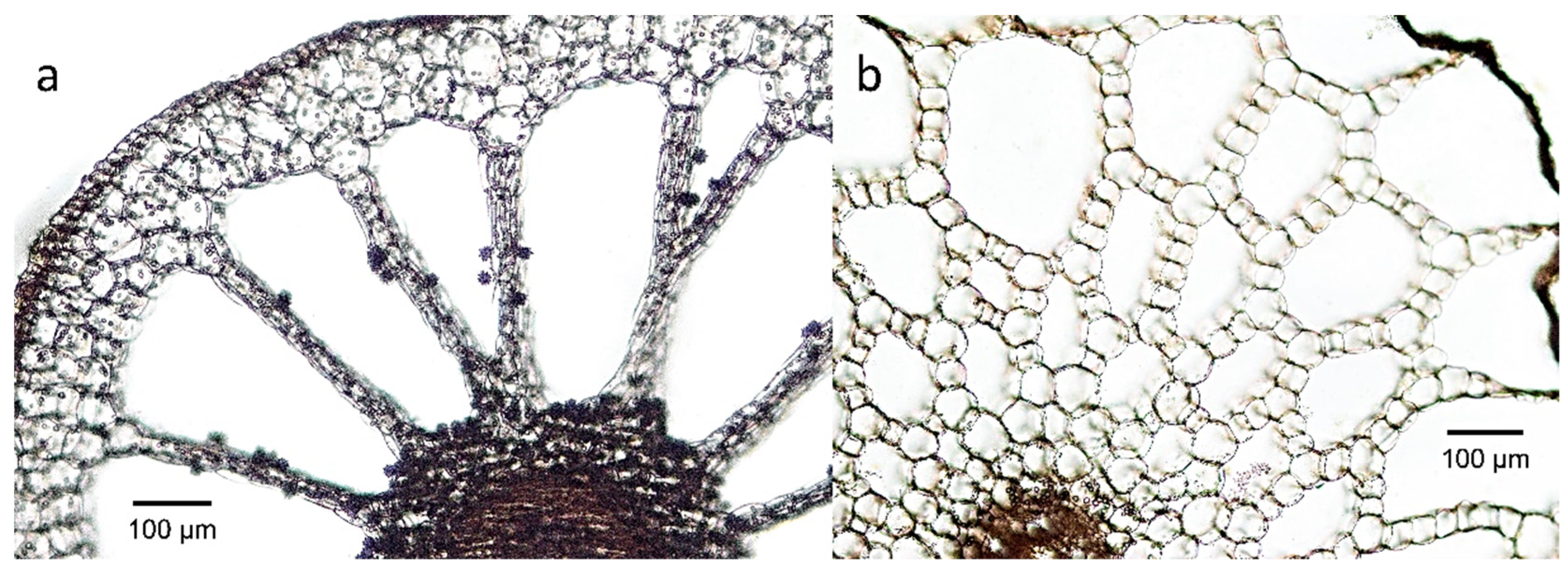 Diversity 14 00517 g001 Diversity 14 00517 g001