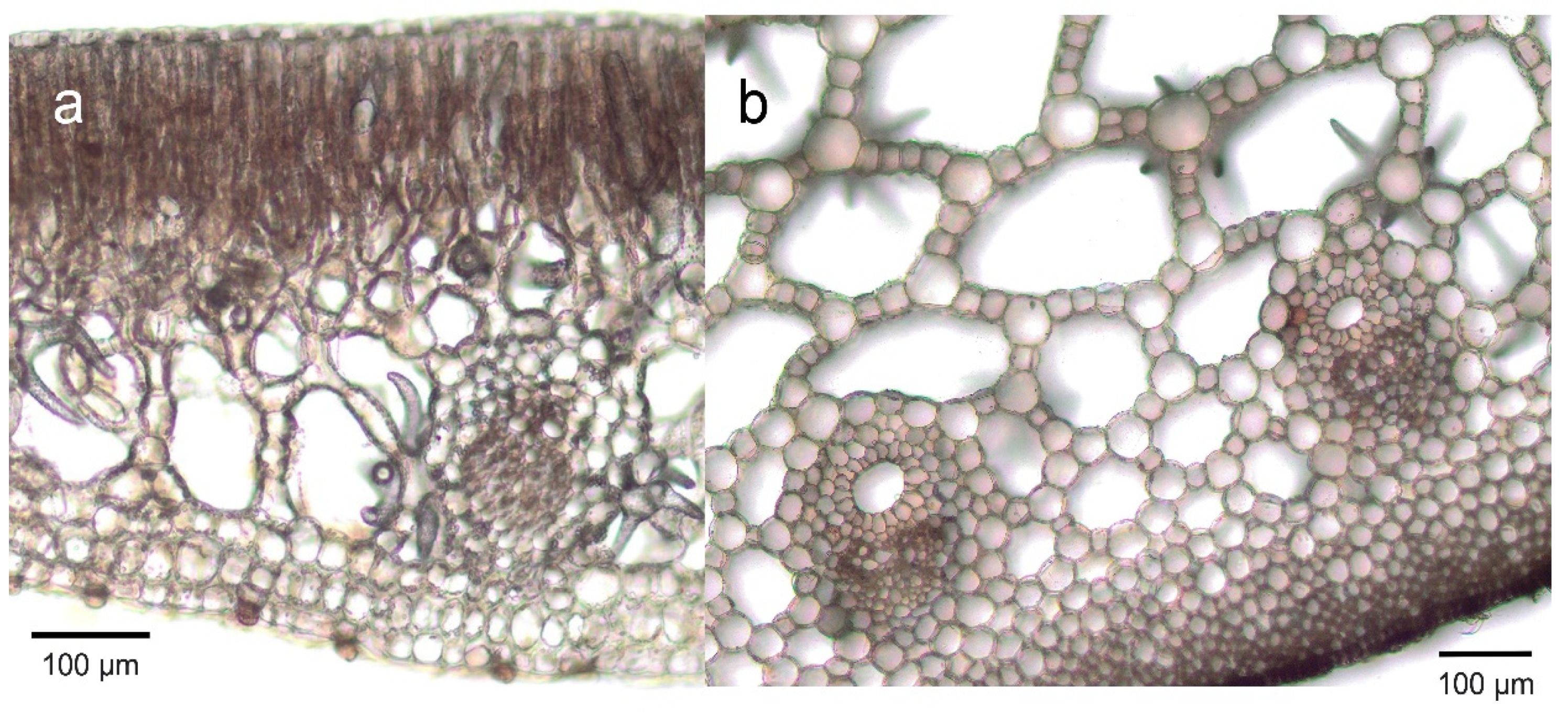 Diversity 14 00517 g003 Diversity 14 00517 g003