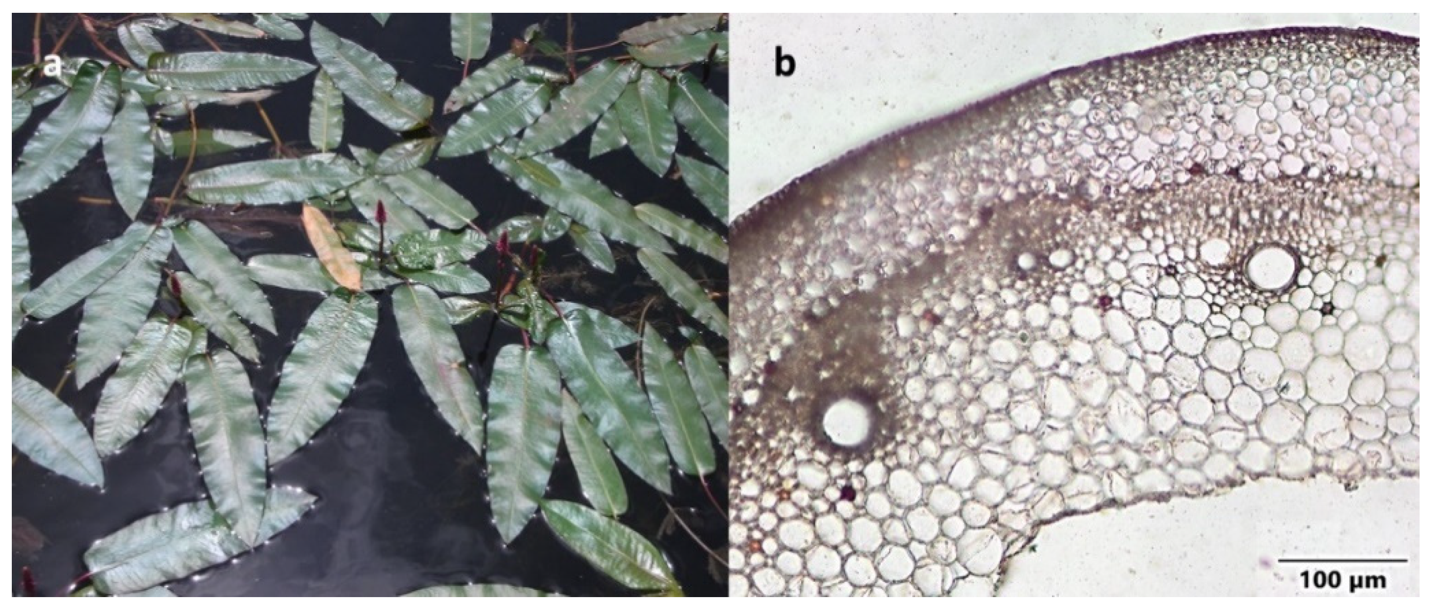 Diversity 14 00517 g005 Diversity 14 00517 g005