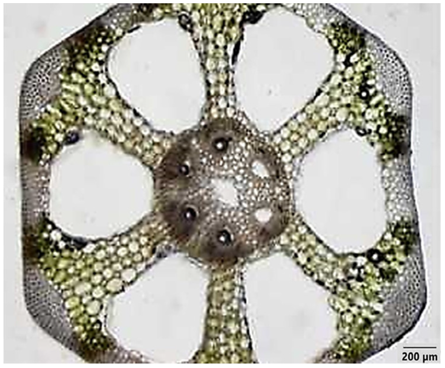 Diversity 14 00517 g006 Diversity 14 00517 g006